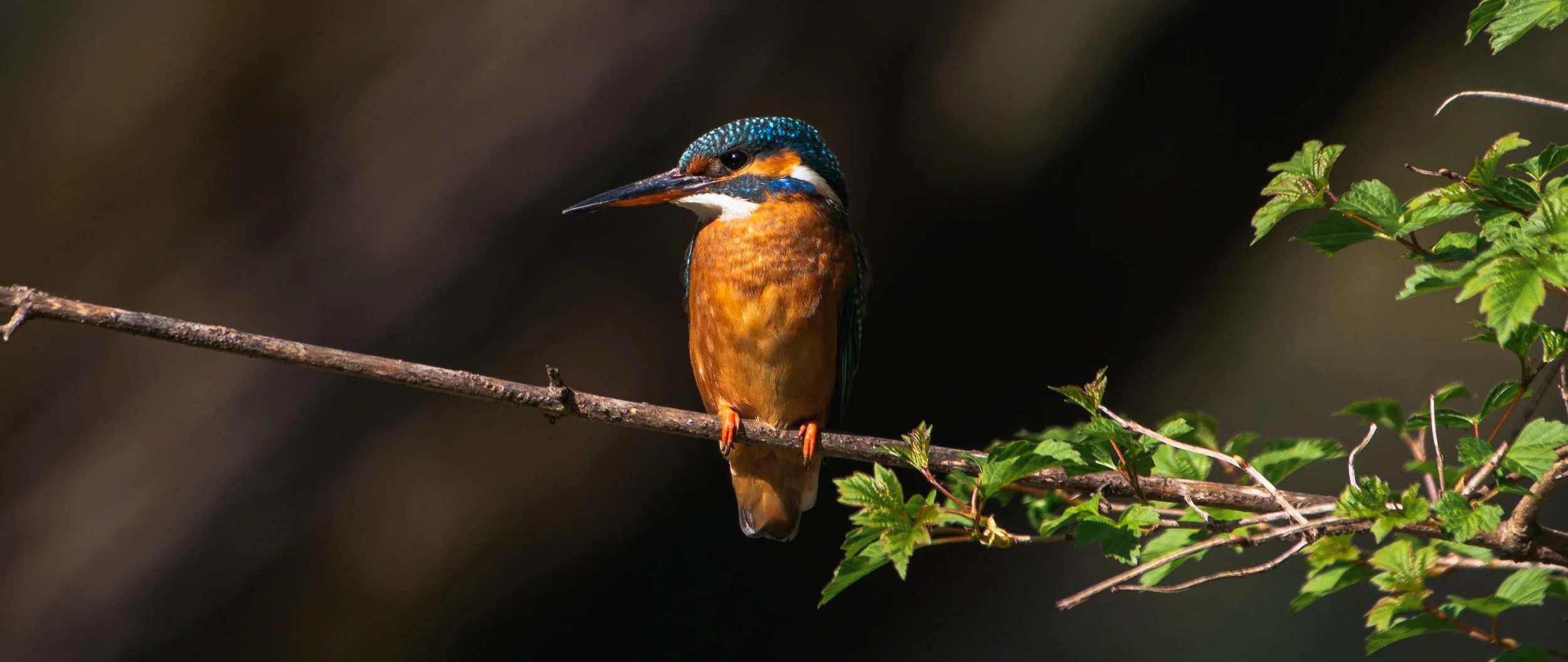 Eisvogel an der Isar