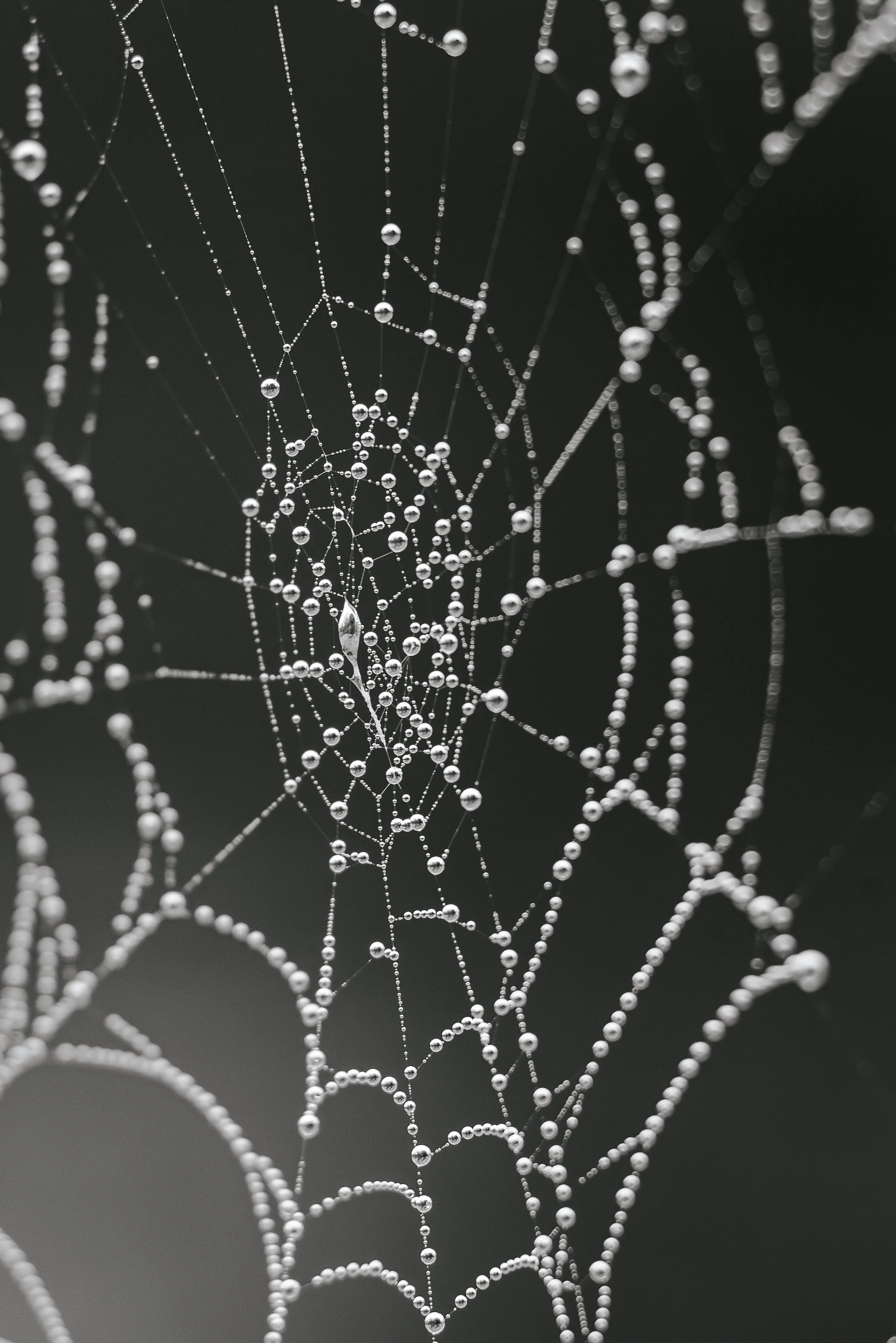 Spinnennetz im Morgentau