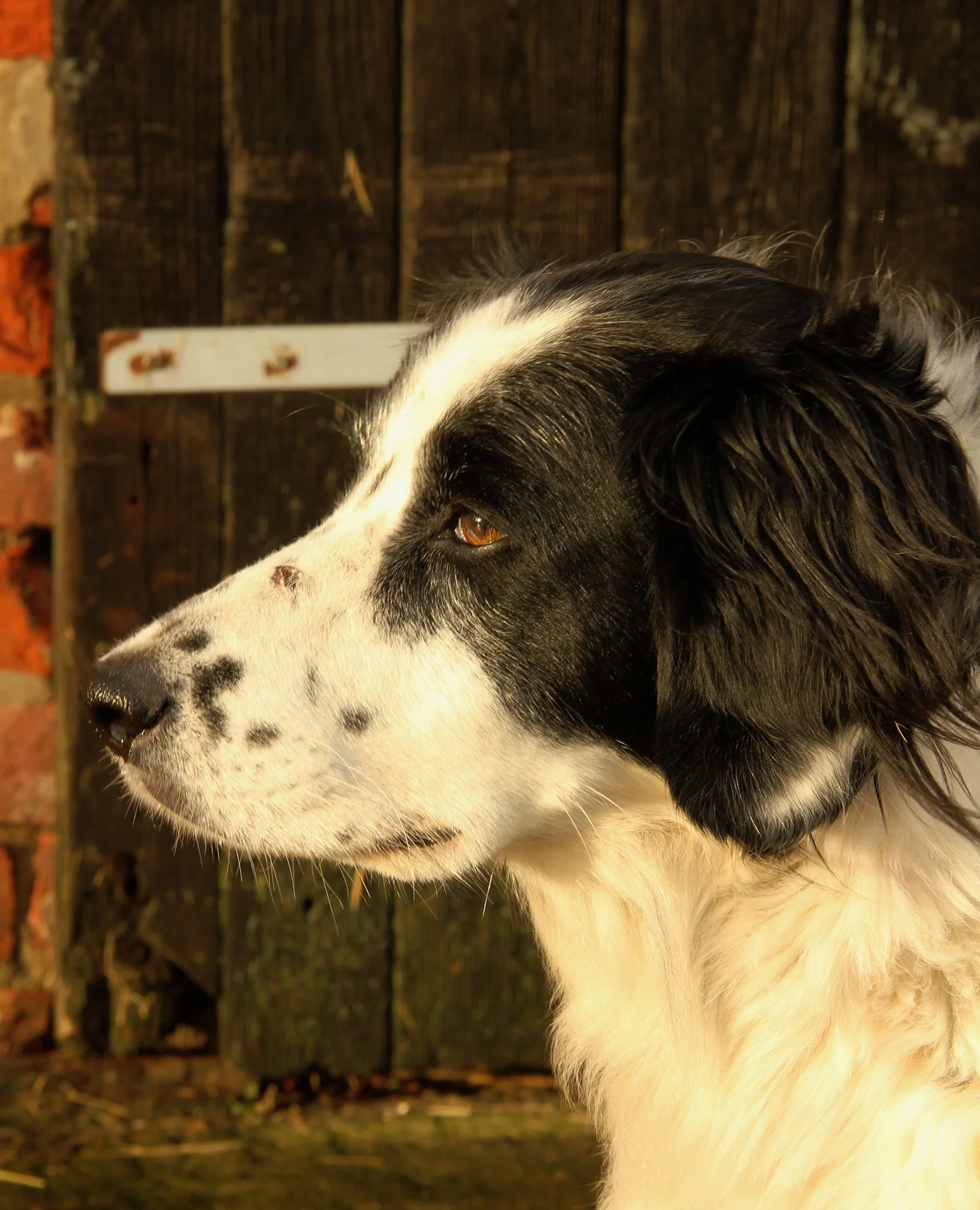 dog-portrait_52714274557_o.jpg