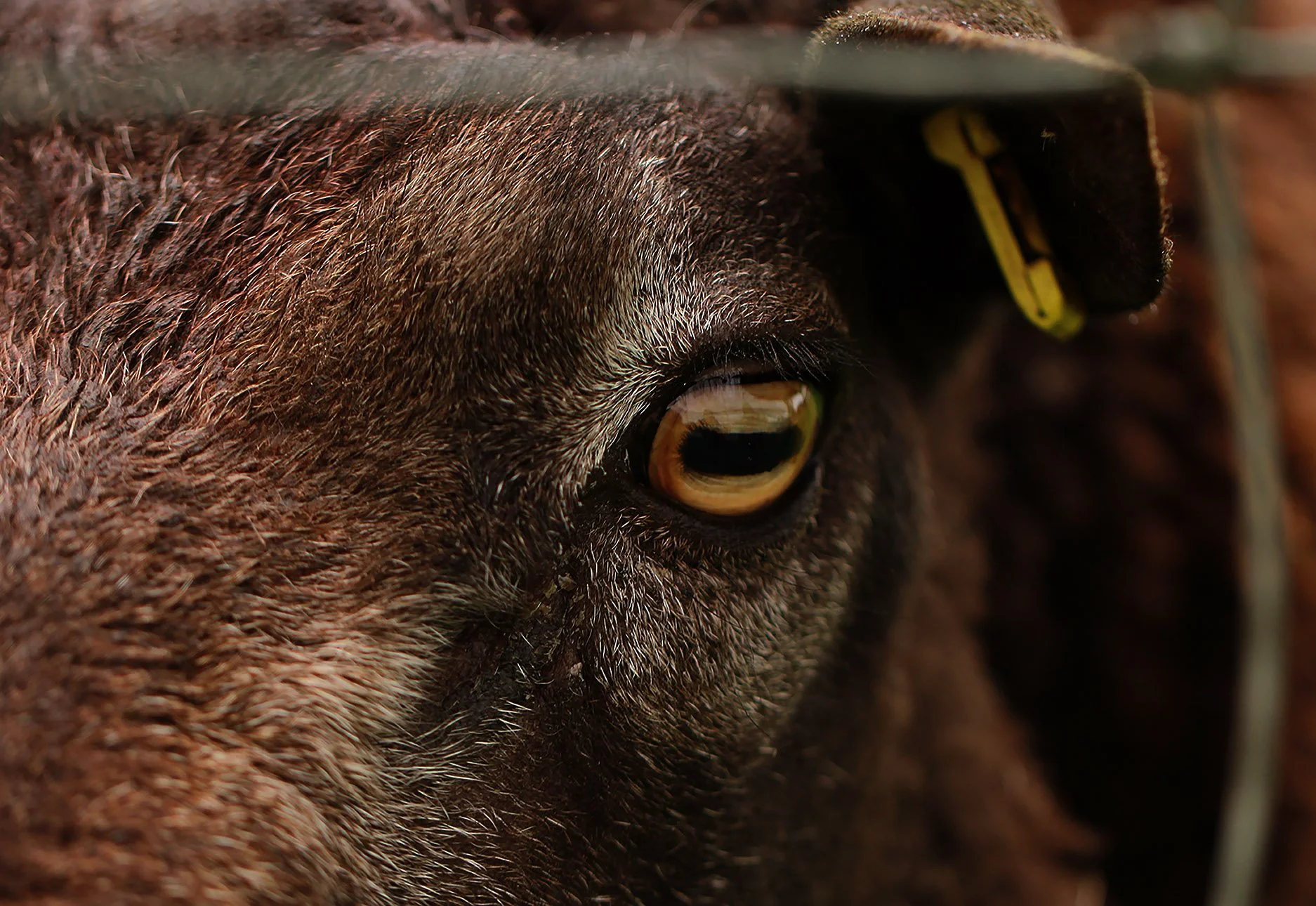 close-up-of-sheep-eye-through-fence_52714269692_o.jpg