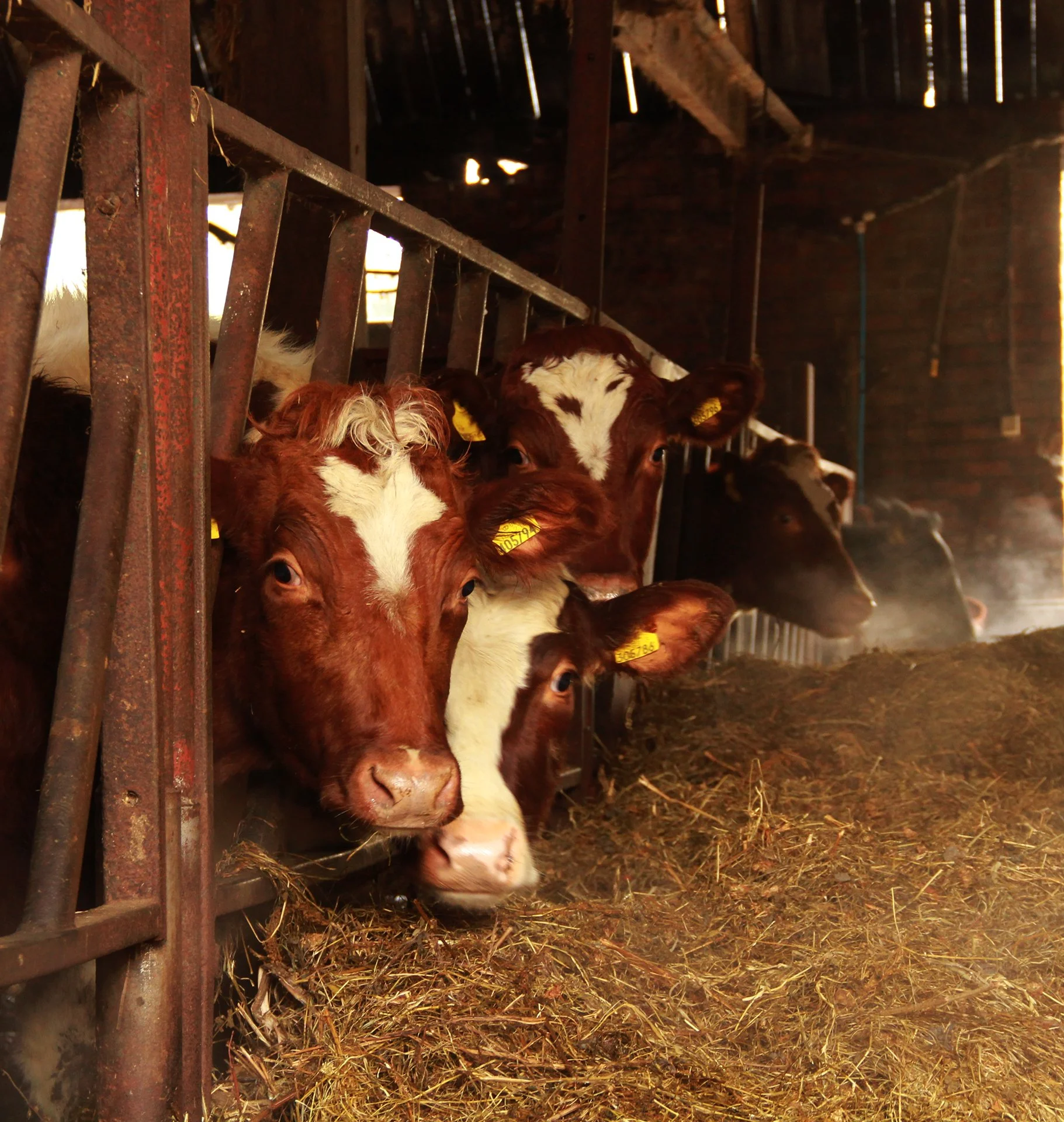 calfs-looking-out-of-pen_52714272172_o.jpg