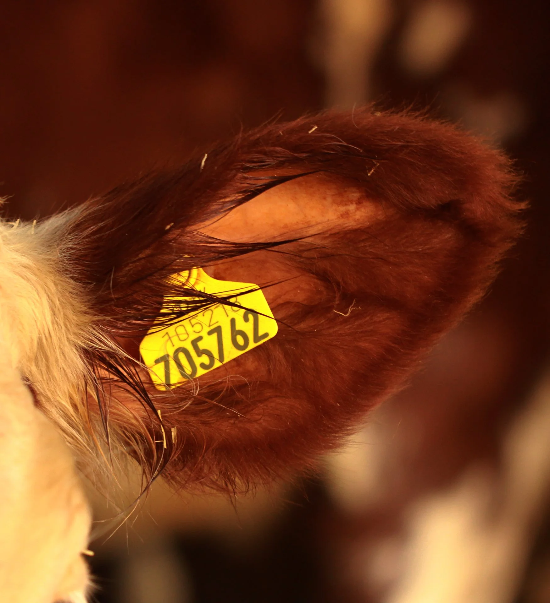 cow-ear-tag_52714794466_o.jpg