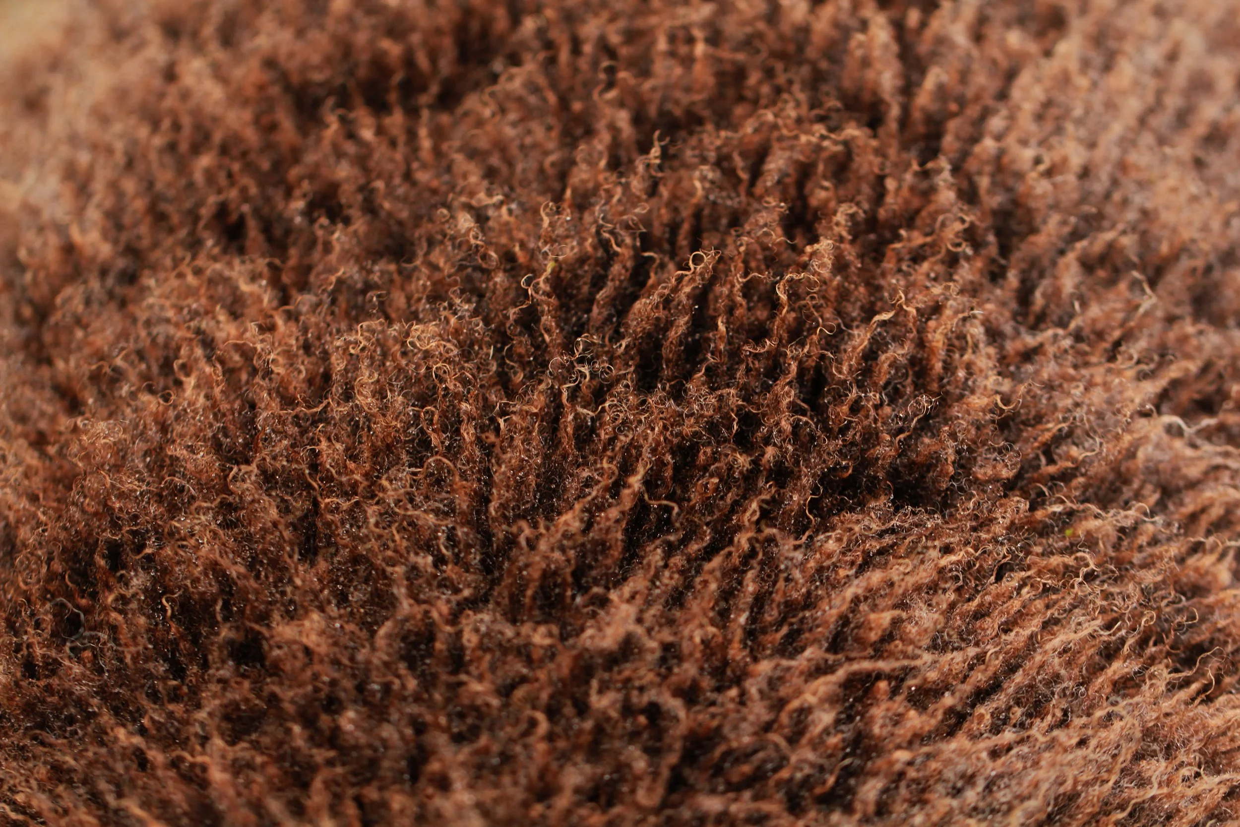 sheep-wool-close-up_52714790651_o.jpg