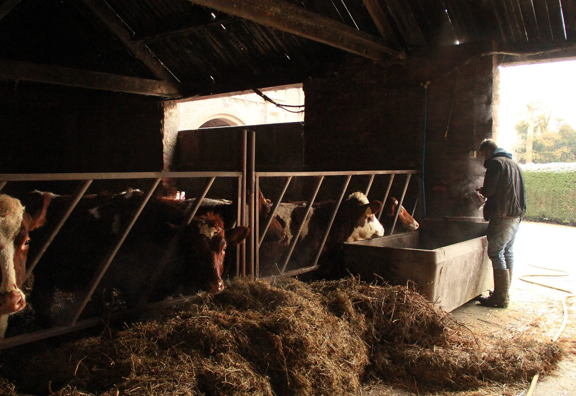 man-and-cows-in-barn_52714793041_o.jpg