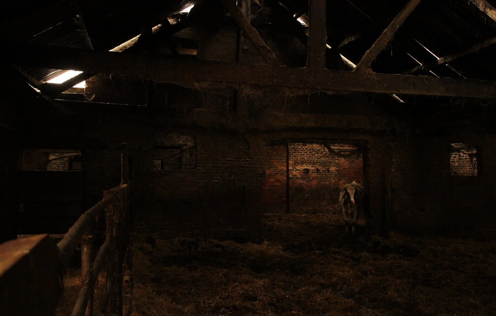cow-in-old-barn_52715053904_o.jpg