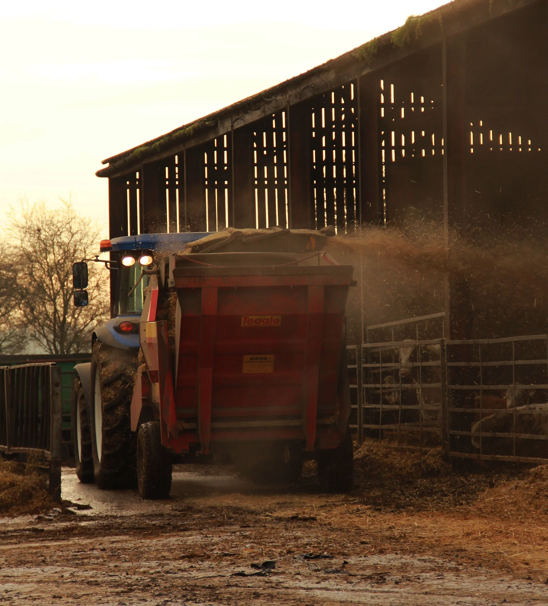tractor-spreading-out-hay_52714792451_o.jpg