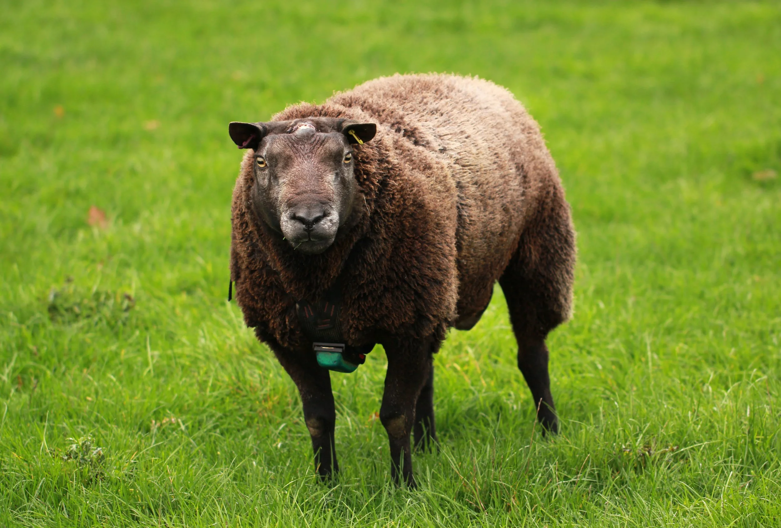 texel-blue_52715212105_o.jpg