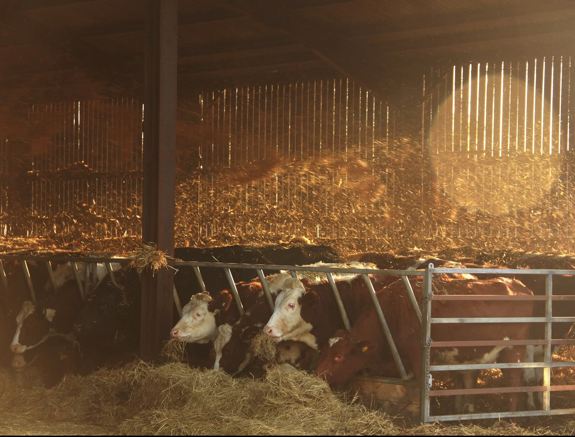 feeding-cattle_52715267173_o.jpg