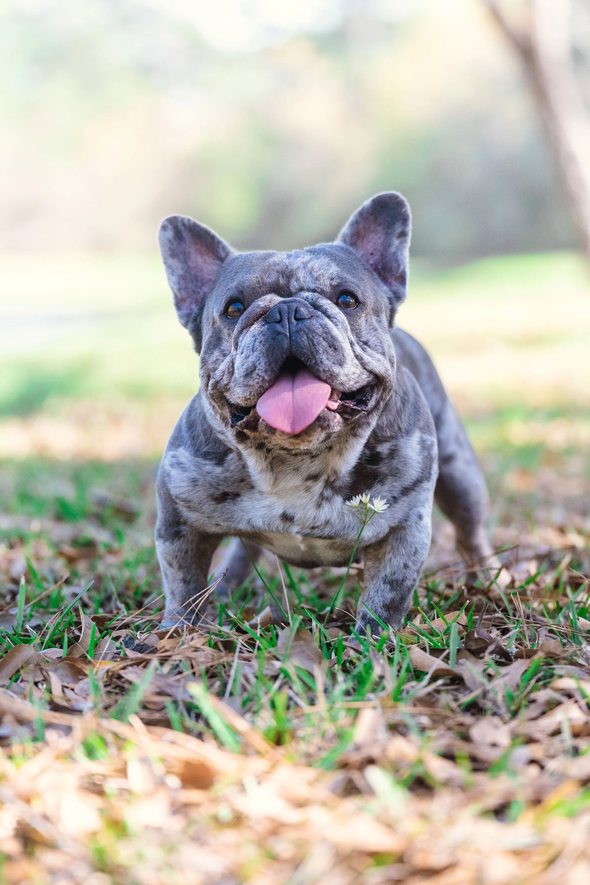 French Bulldog
