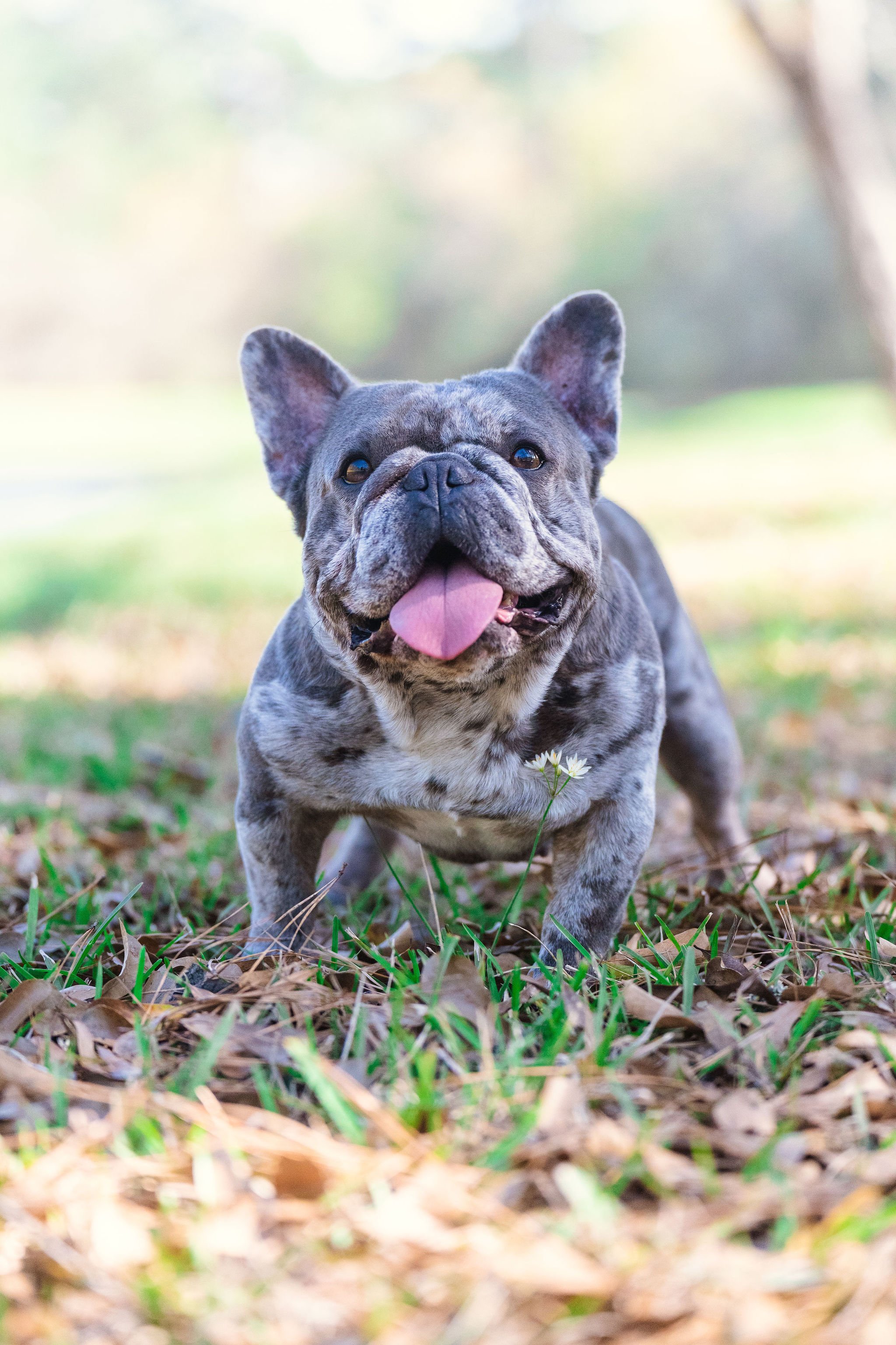 French Bulldog