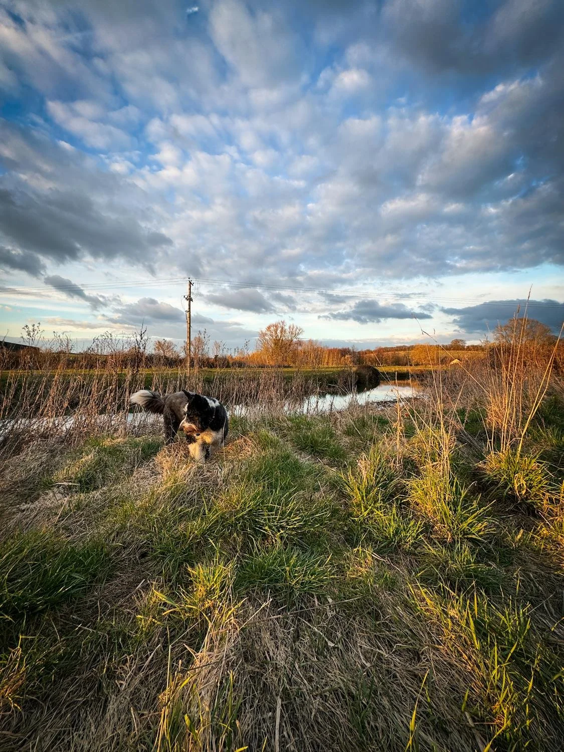 free-photo-of-border-collie-in-scenic-english-countryside-landscape.jpeg