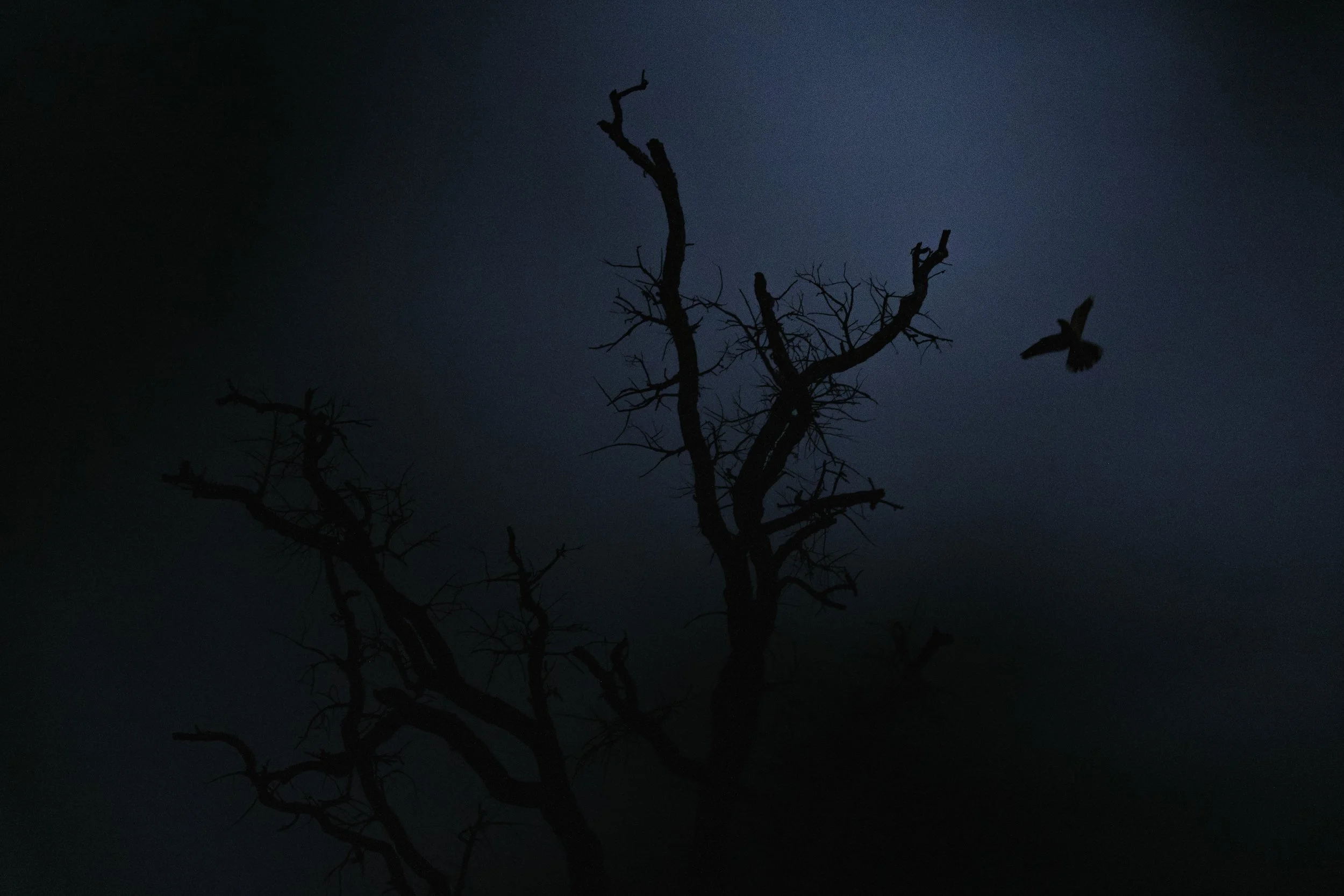 The Night Bird