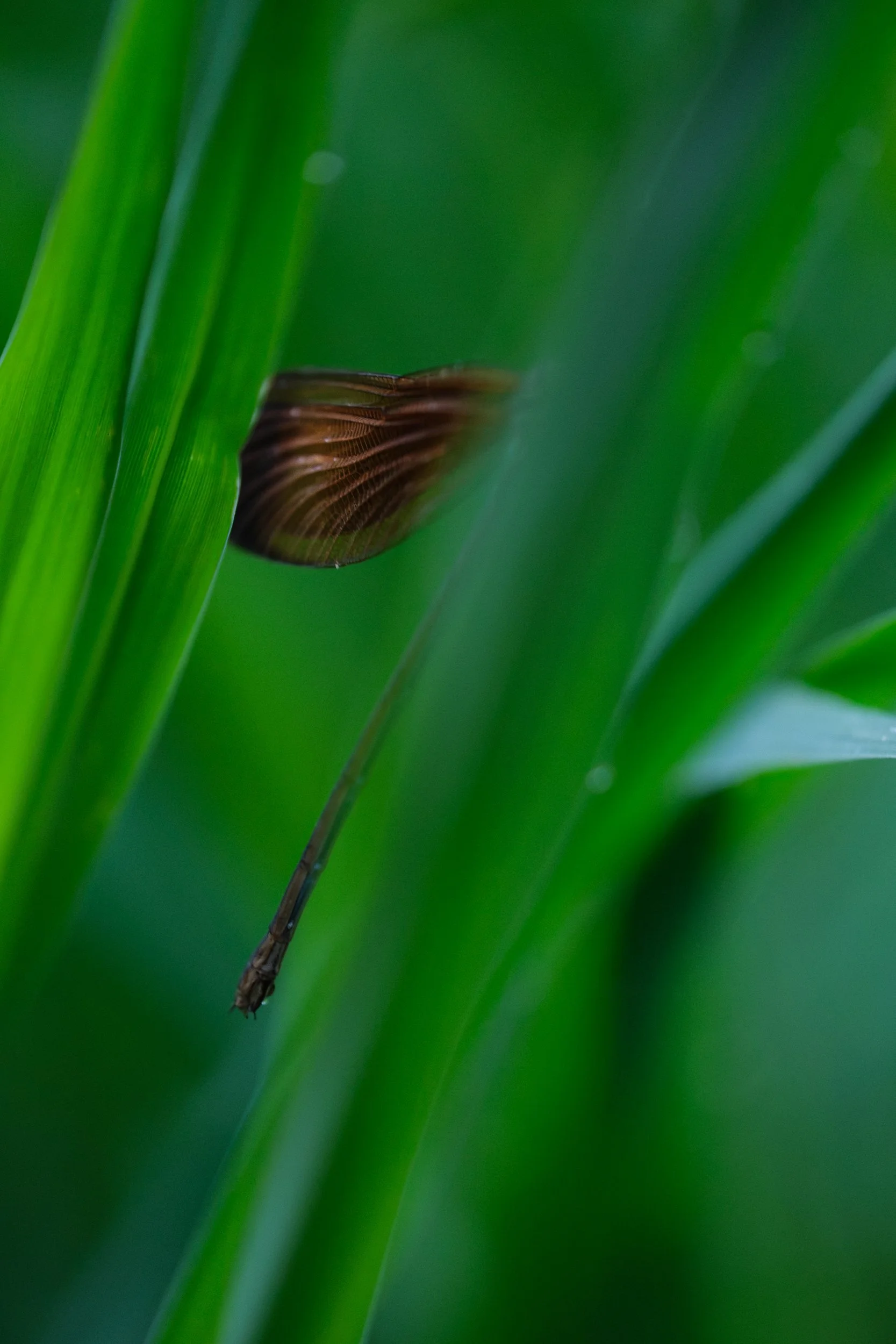 _DSF8090.jpg