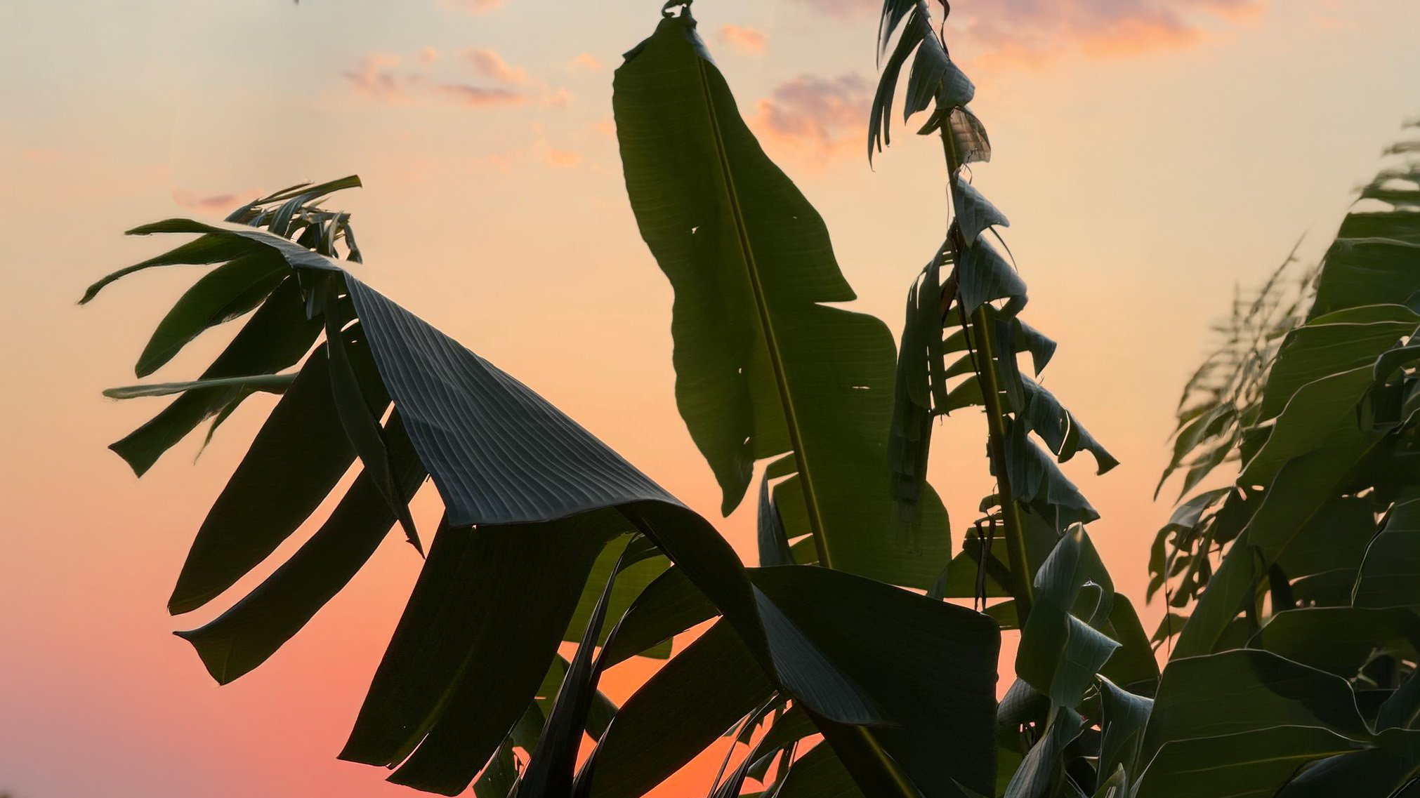 sunset at eftopia overlooking banana plants