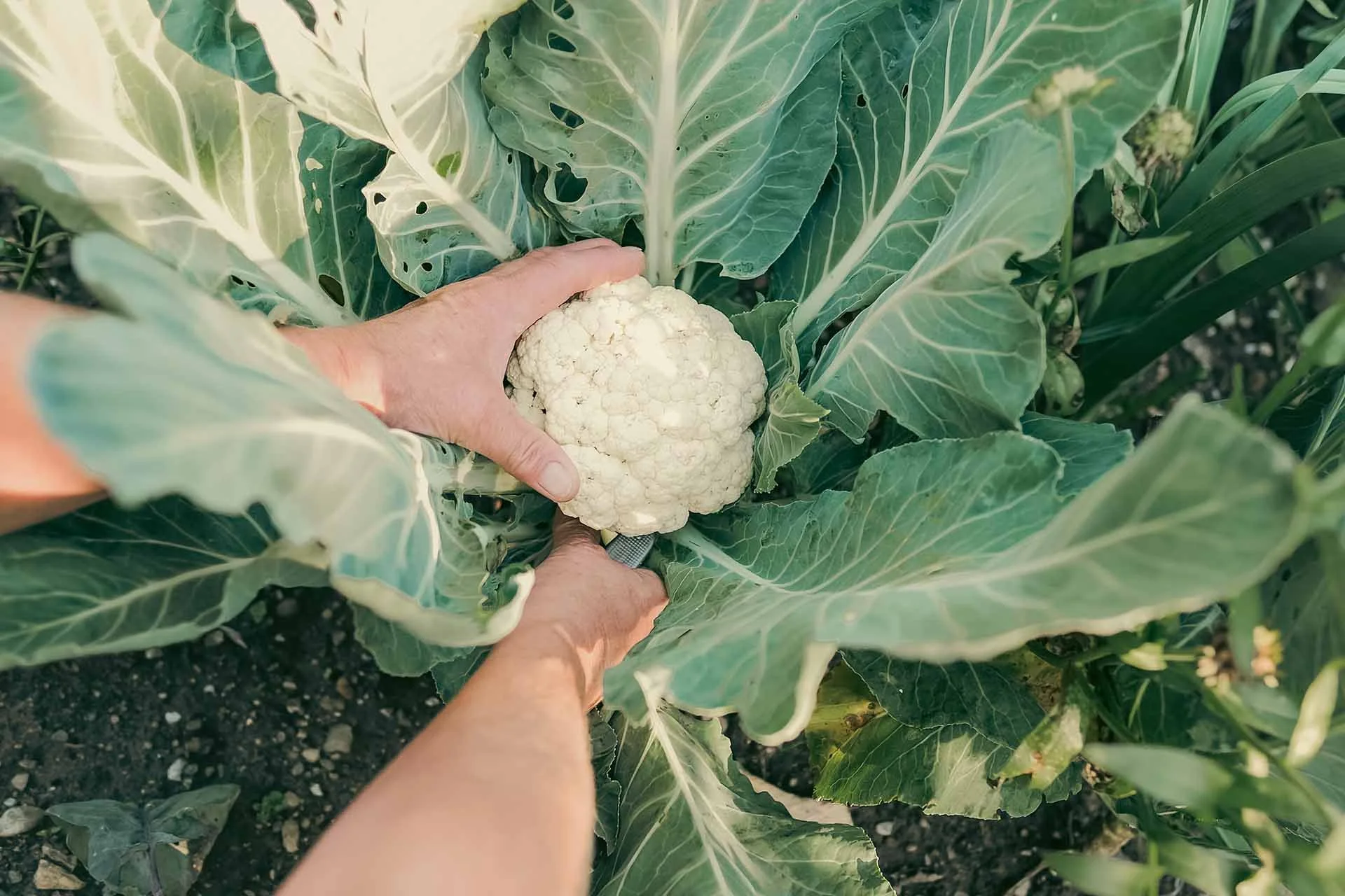 image of farmer harvesting cauliflower