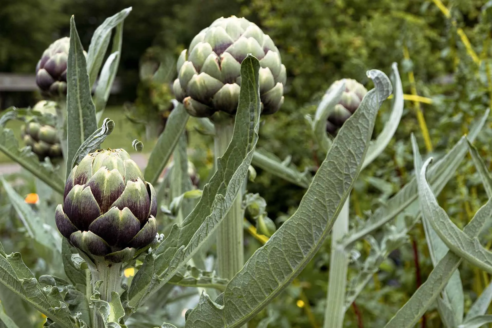 image of organic artichokes in field