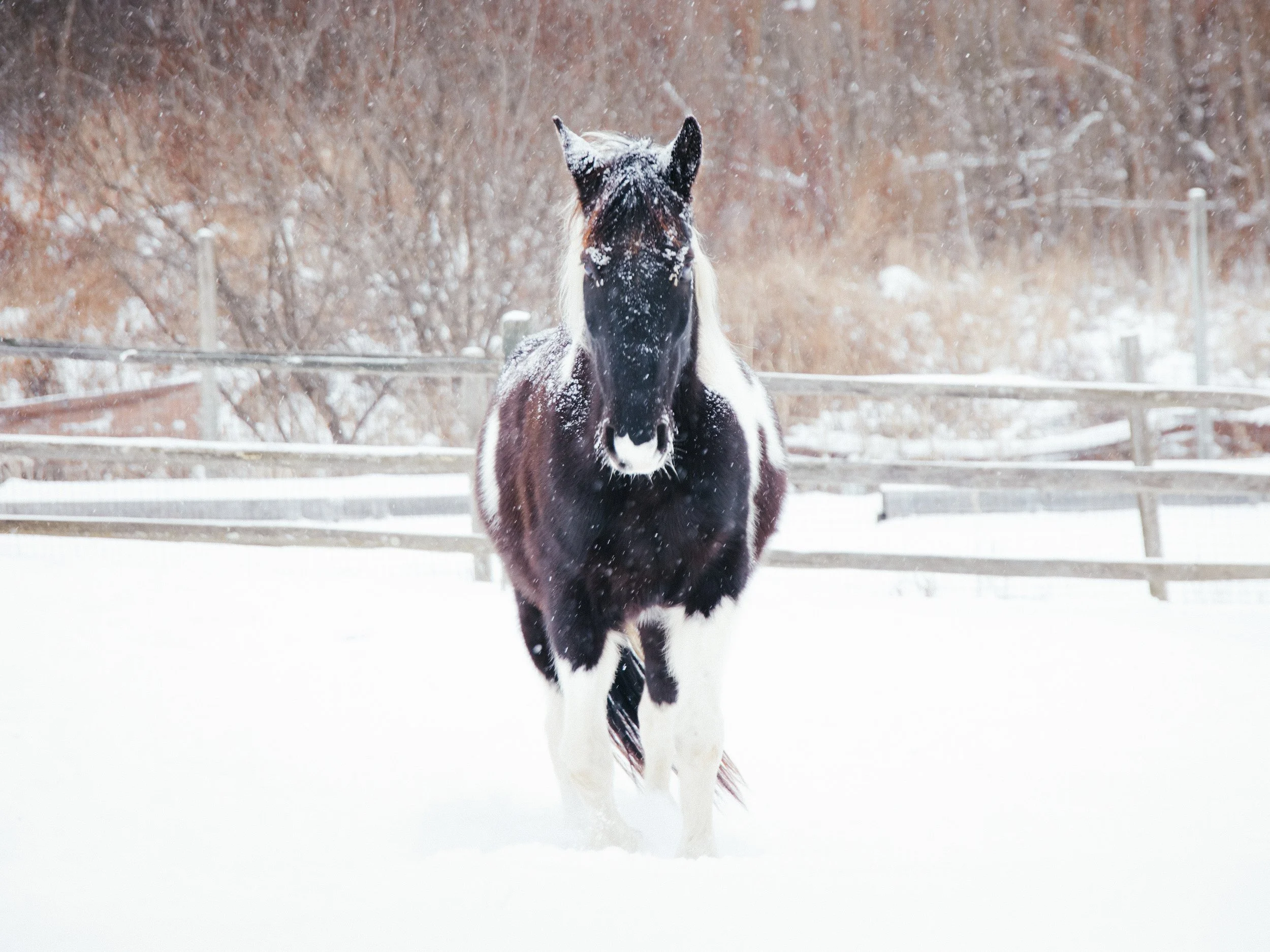 ©TonyaMerkePhotography_Horse-Snow.jpg