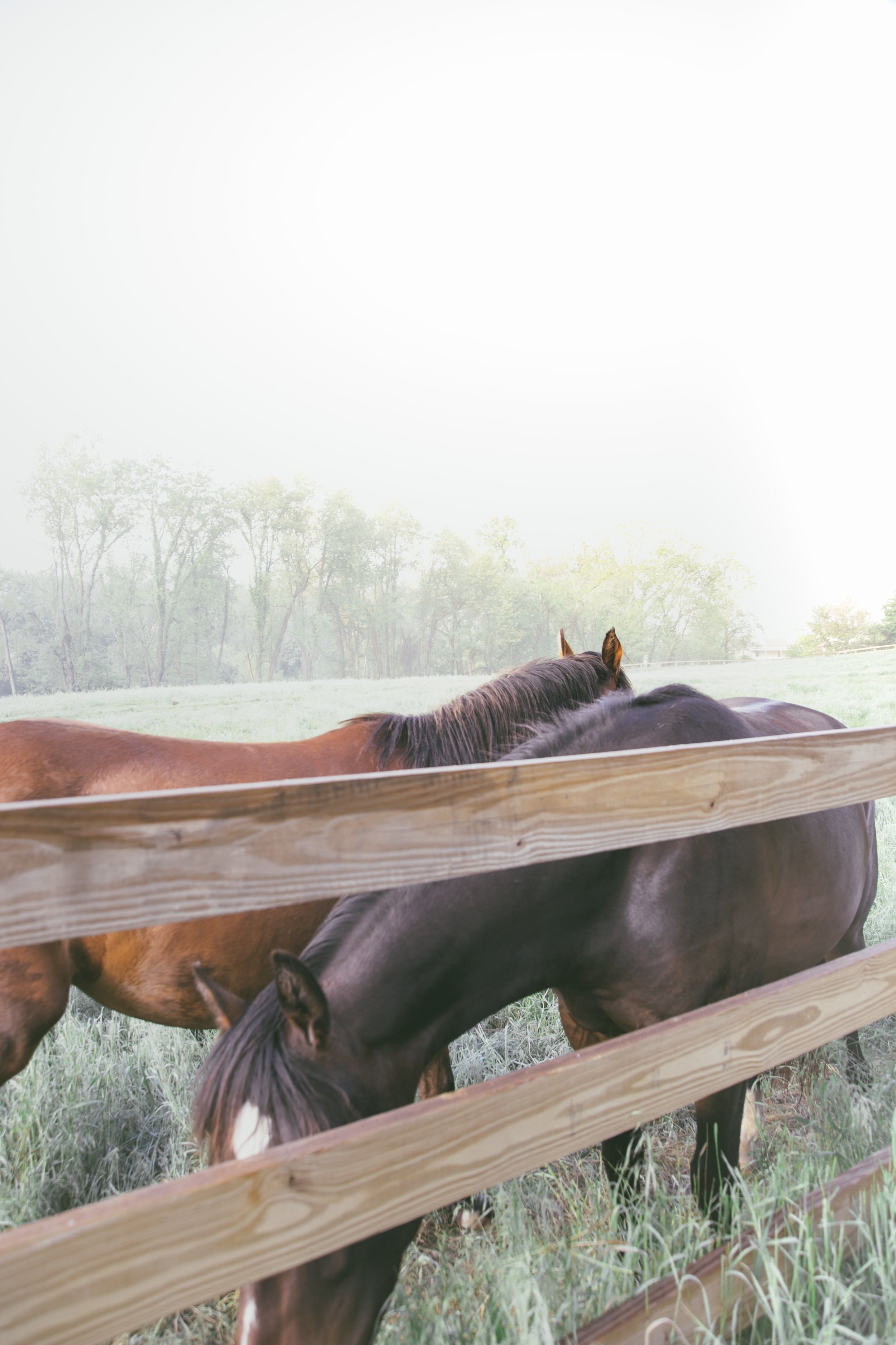 ©TonyaMerkePhotography-Horses-Fog.jpg