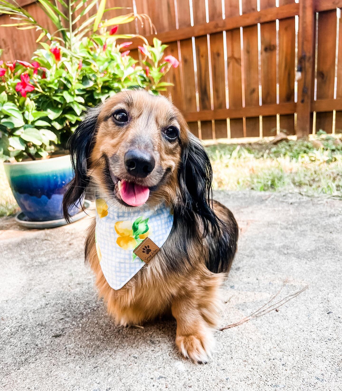 We are loving our Citrus Picnic Bandana this summer! 🍋 We have been working on getting inventory of each item in each size so most of our bandanas are ready to ship now! Shop with the link in our bio! 

#dogbandana #smallbusiness #womenownedbusiness
