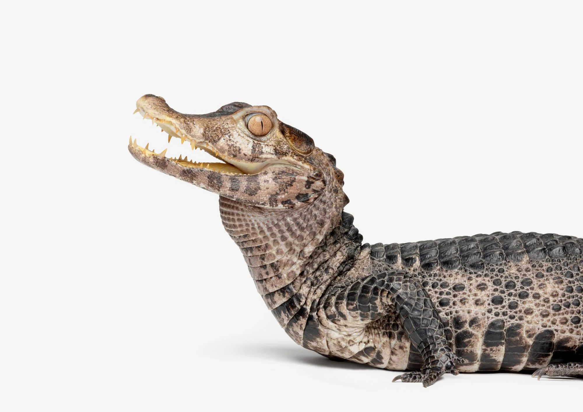 SharpTooth.jpg