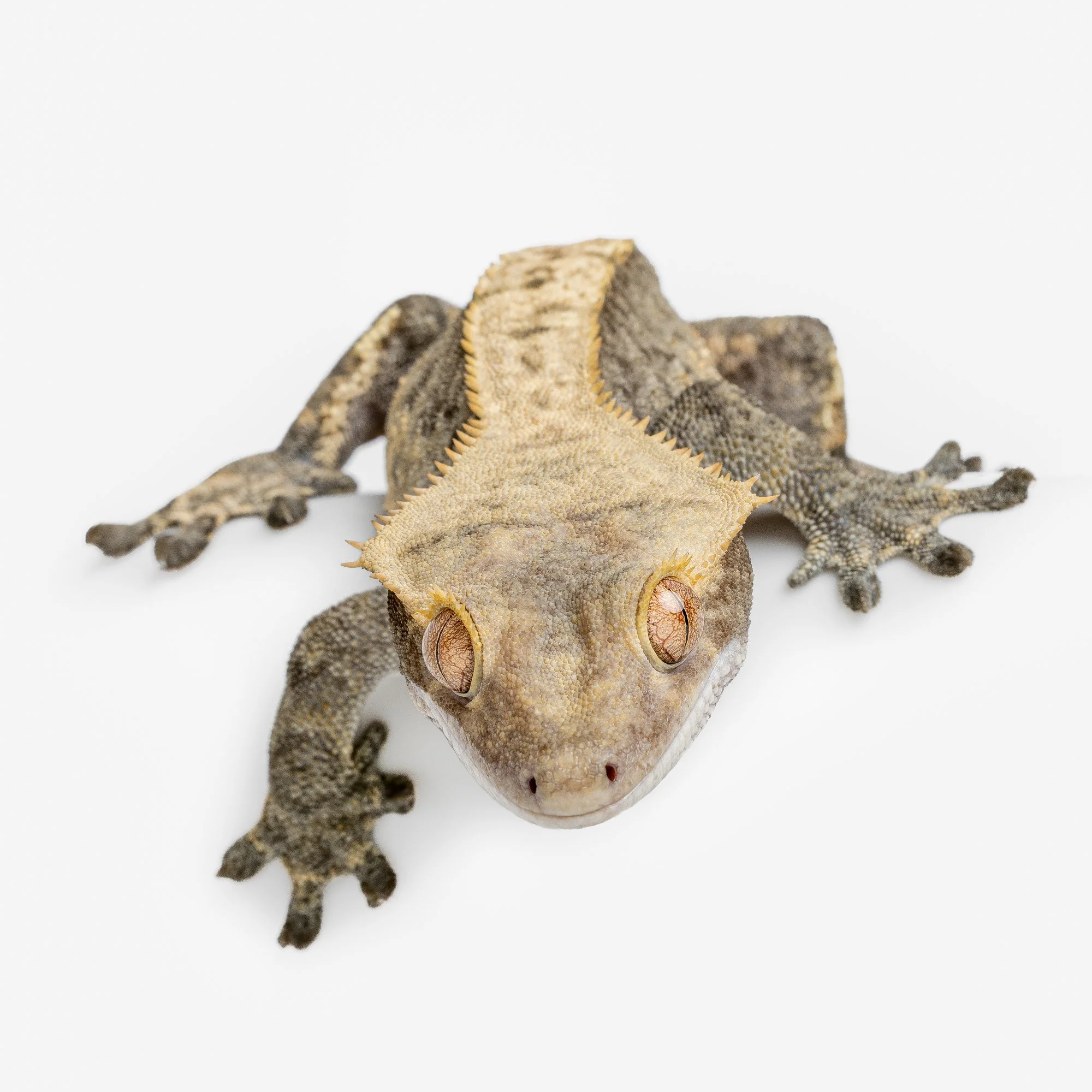 Clyde the Crested Gecko.jpg