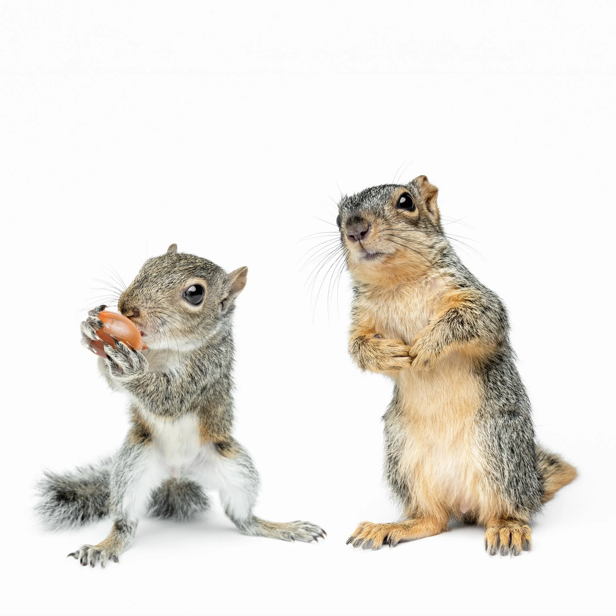 Squirrels.jpg