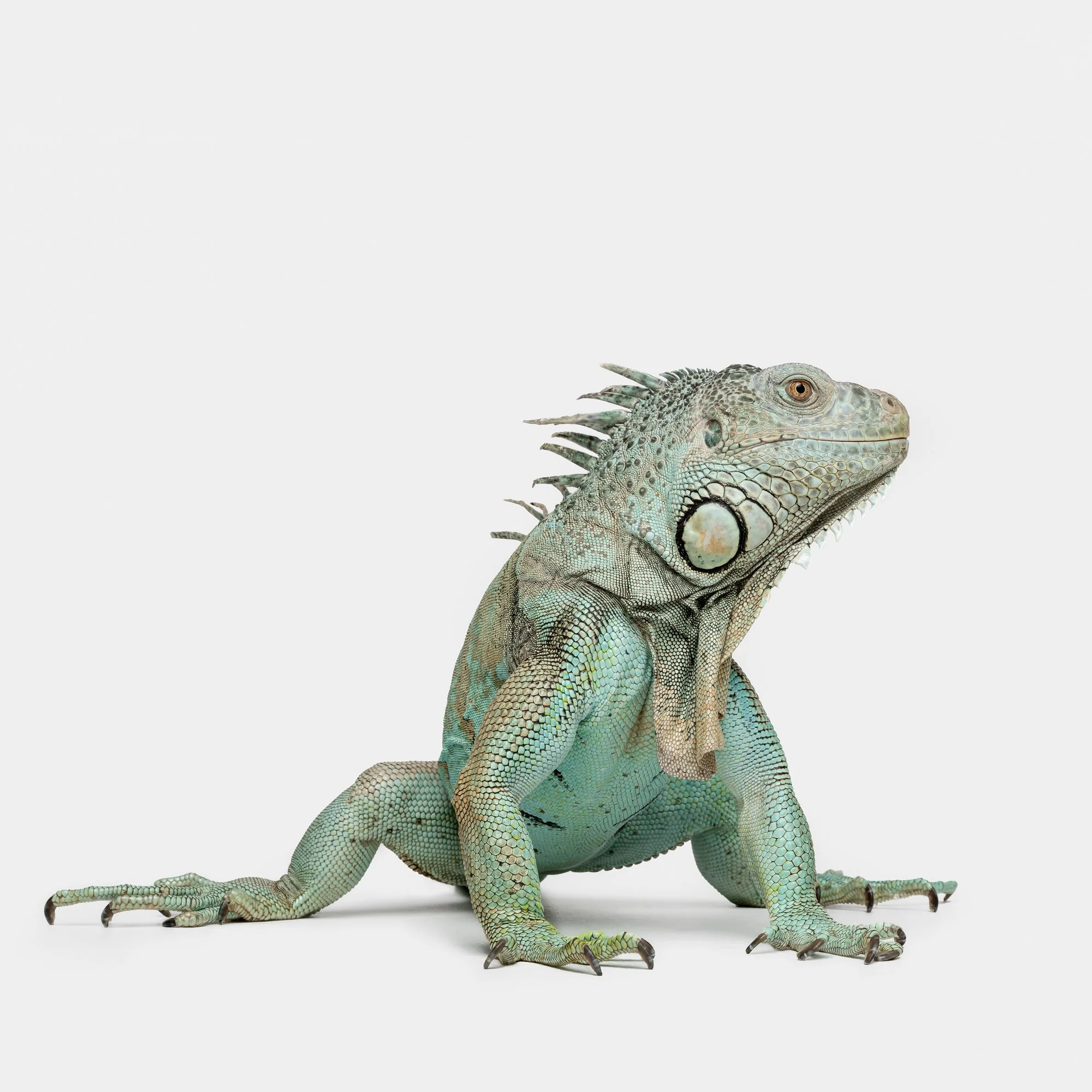 Reptar.jpg