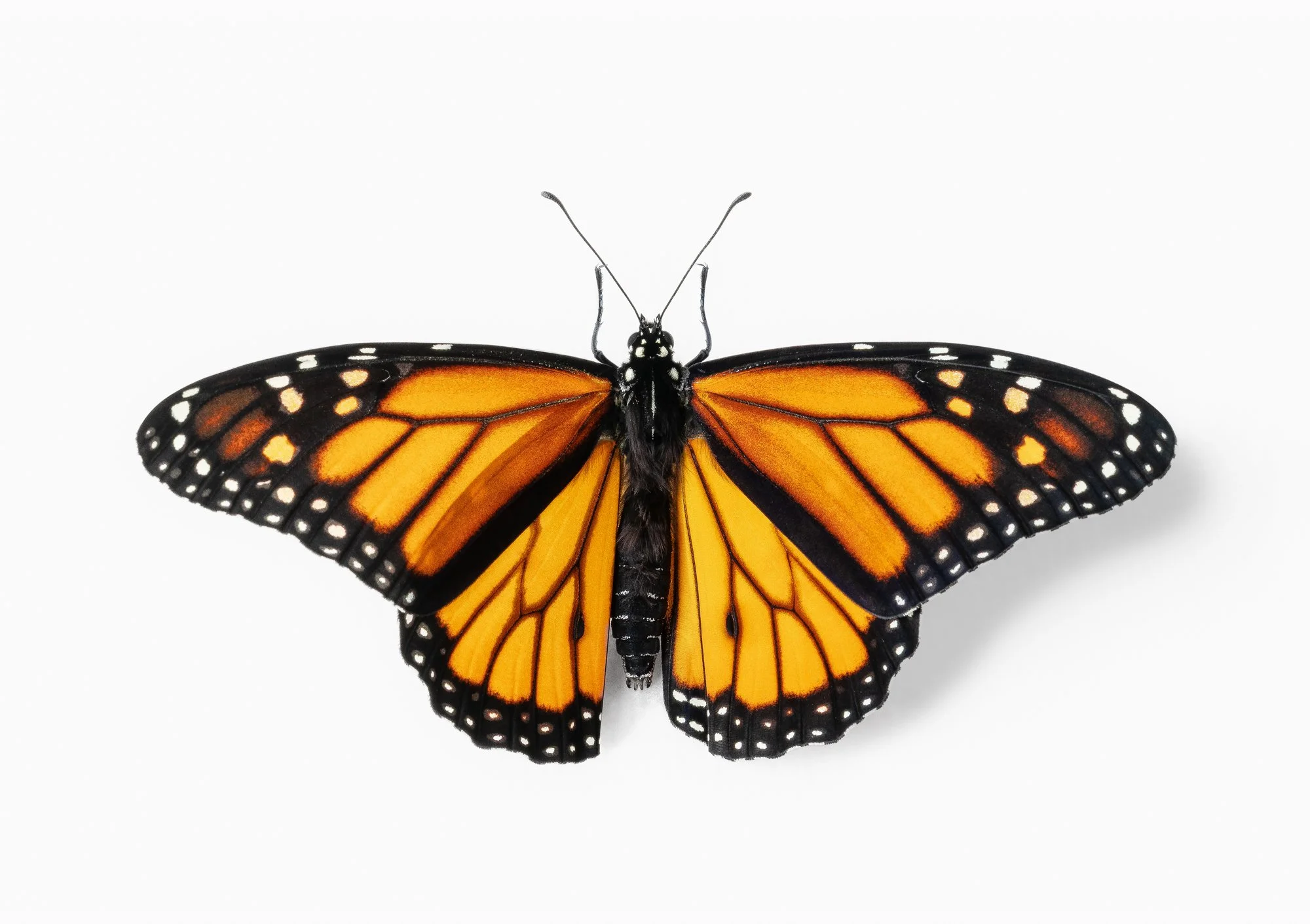 Monarch.jpg