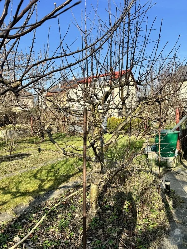 Cprorez-ovocnych-stromu_IMG_0474.jpg