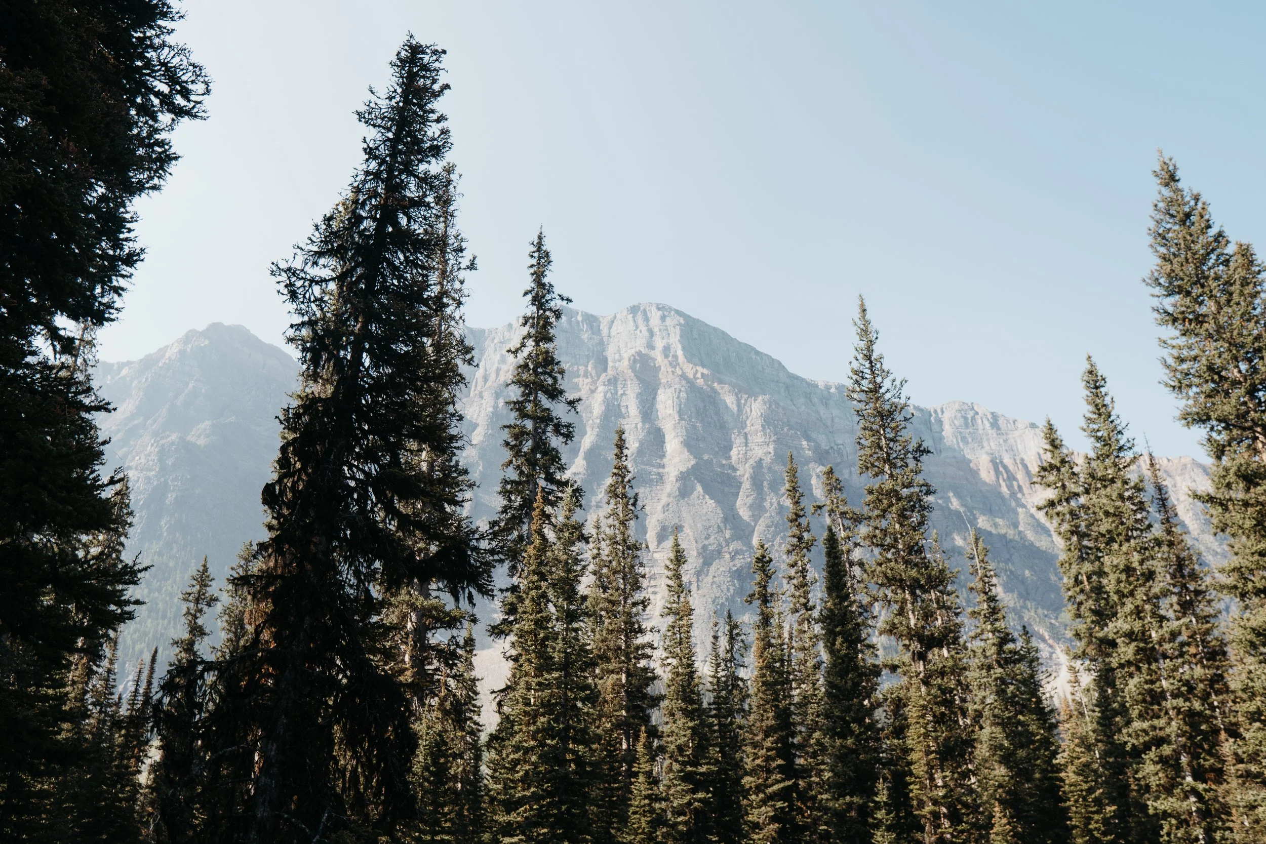 Tall evergreen trees in a forest with a mountain in the background under a clear blue sky.