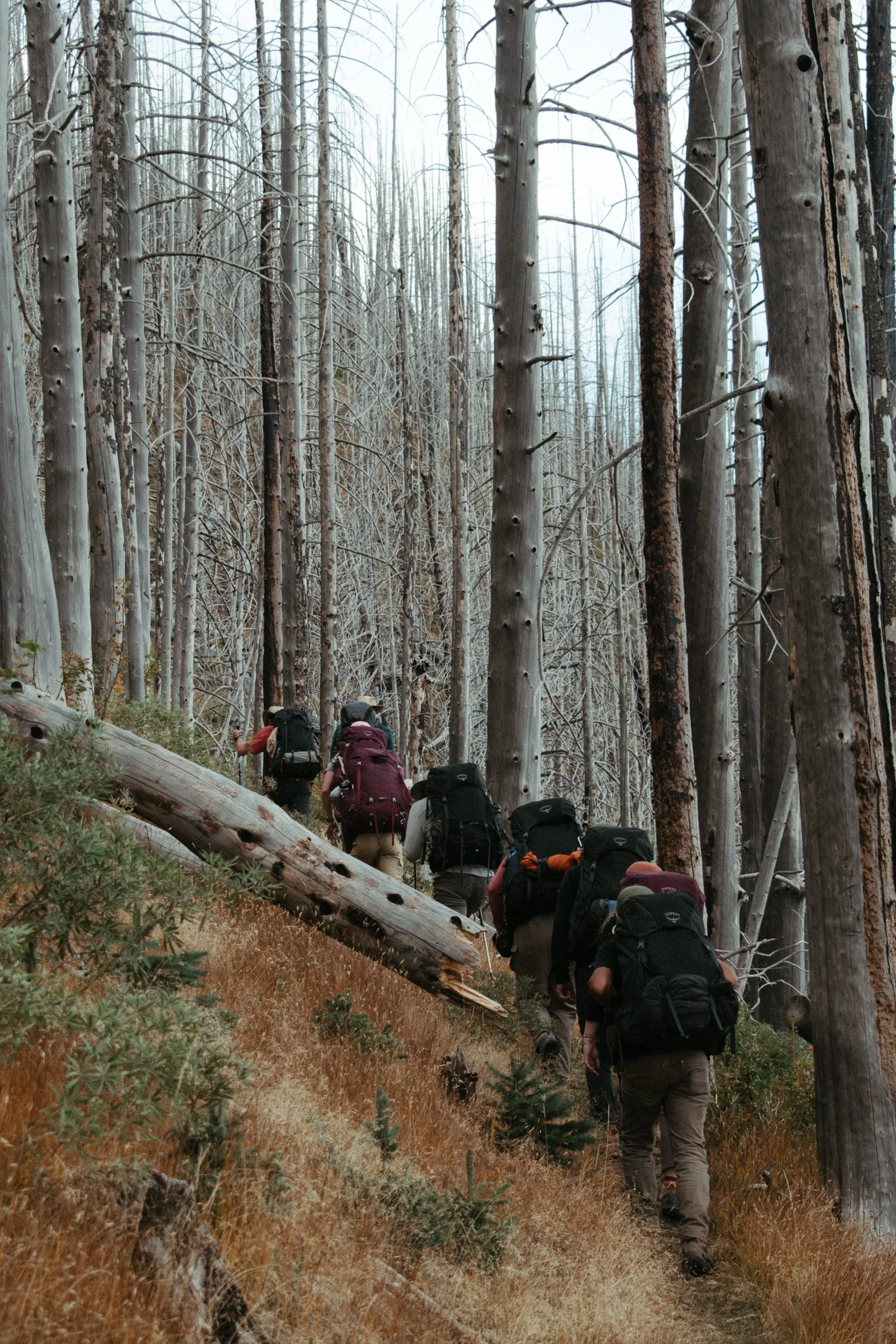 Group of hikers with backpacks walking along a trail through a sparse, leafless forest during daytime.