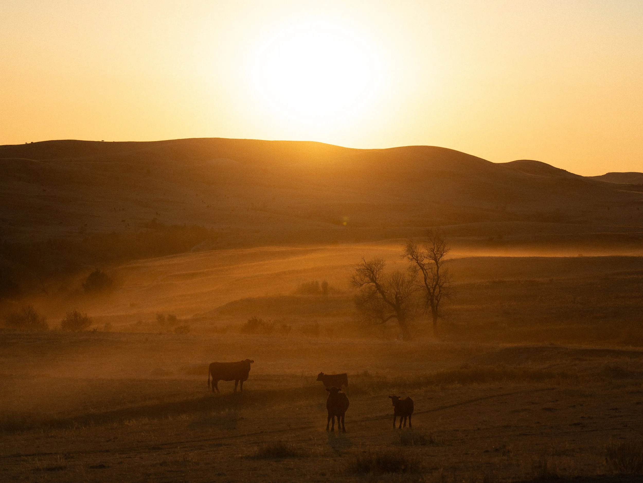 Folsom, Gemma-208.jpg