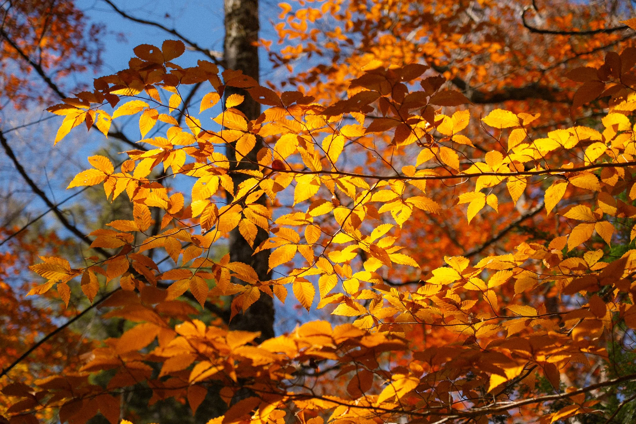 new-england-41.jpg