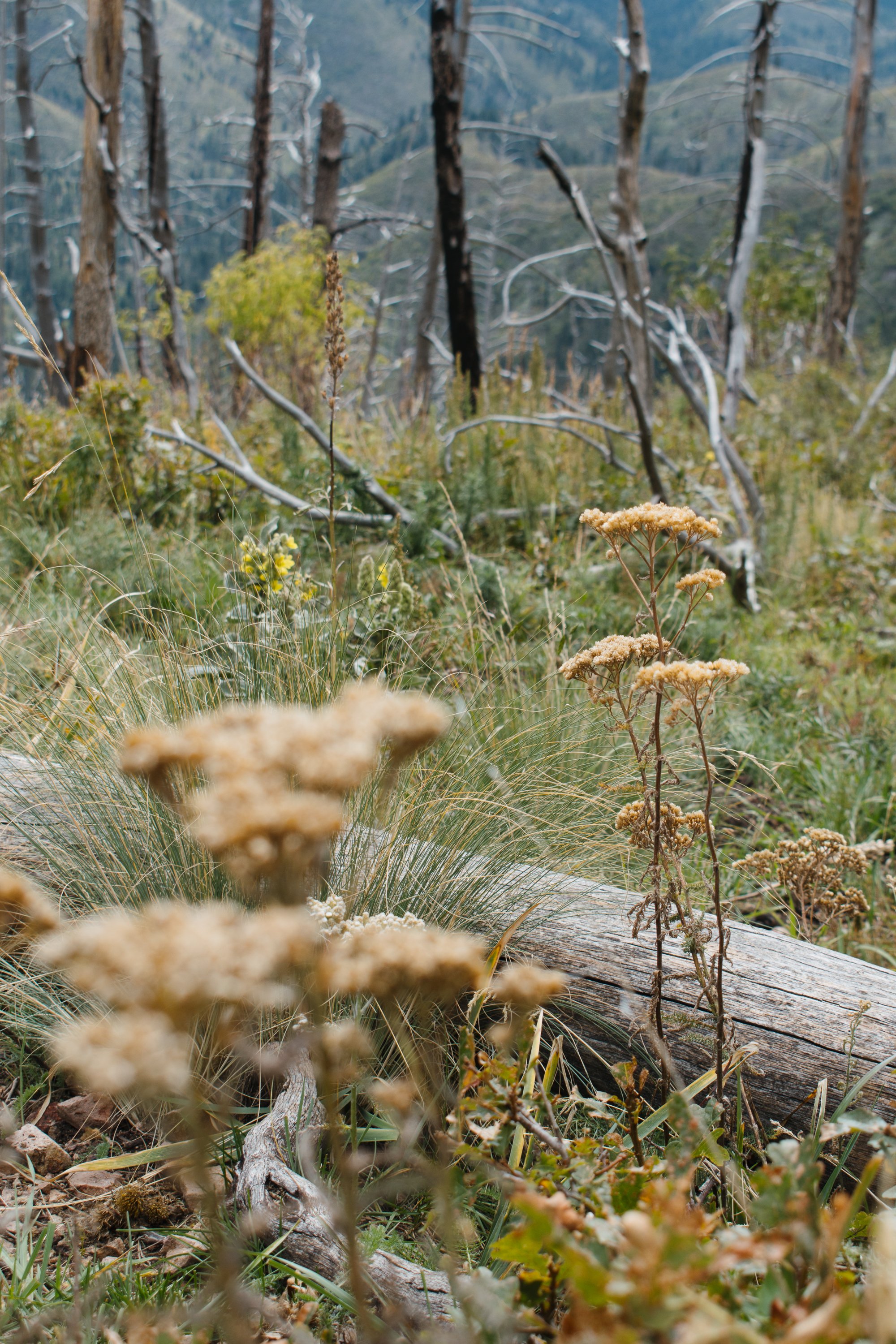 A forest scene with trees, some of which are burnt or dead, and green plants and grasses. In the foreground, dried plants and a fallen log are visible.