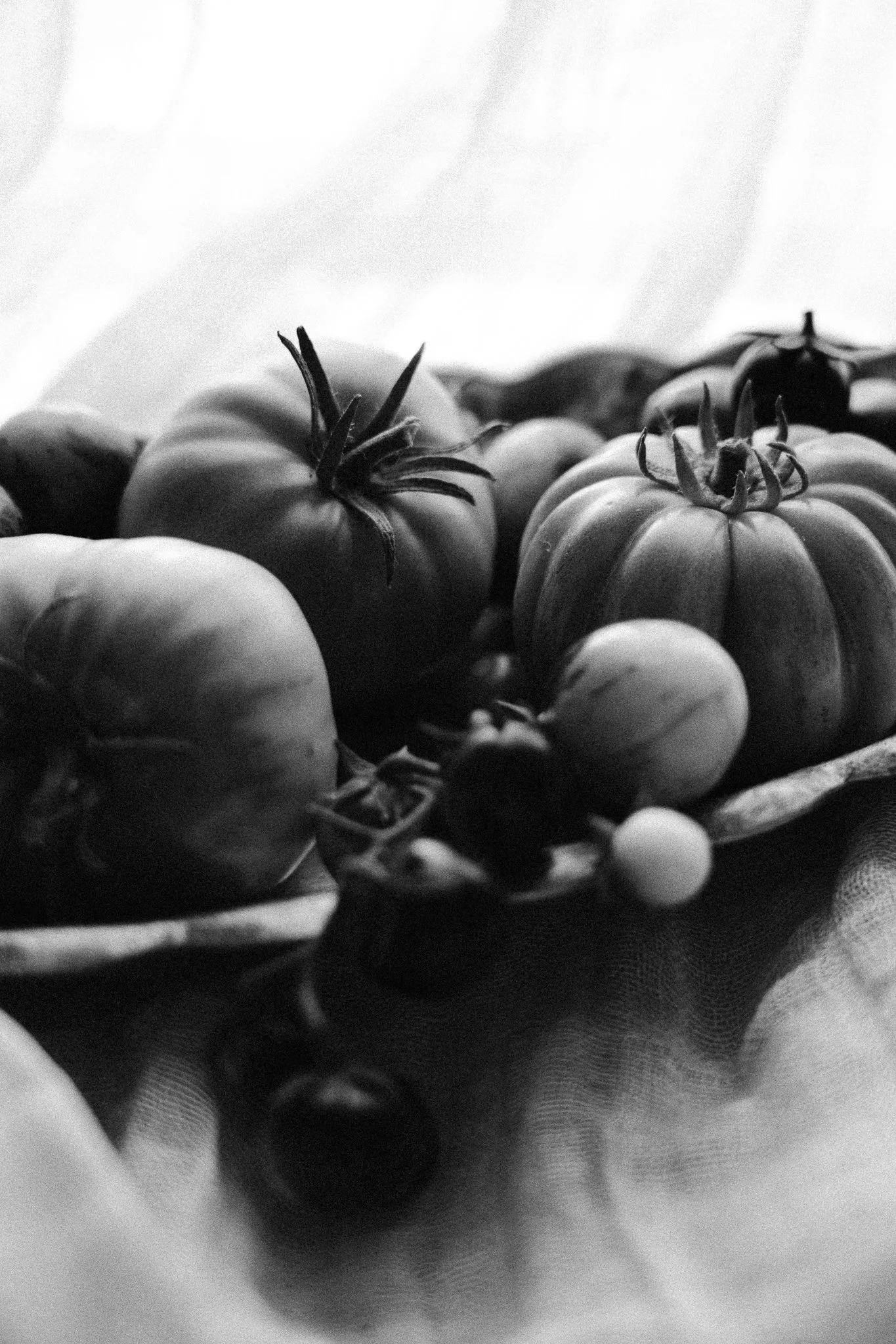 HH-tomatoes-8.jpg