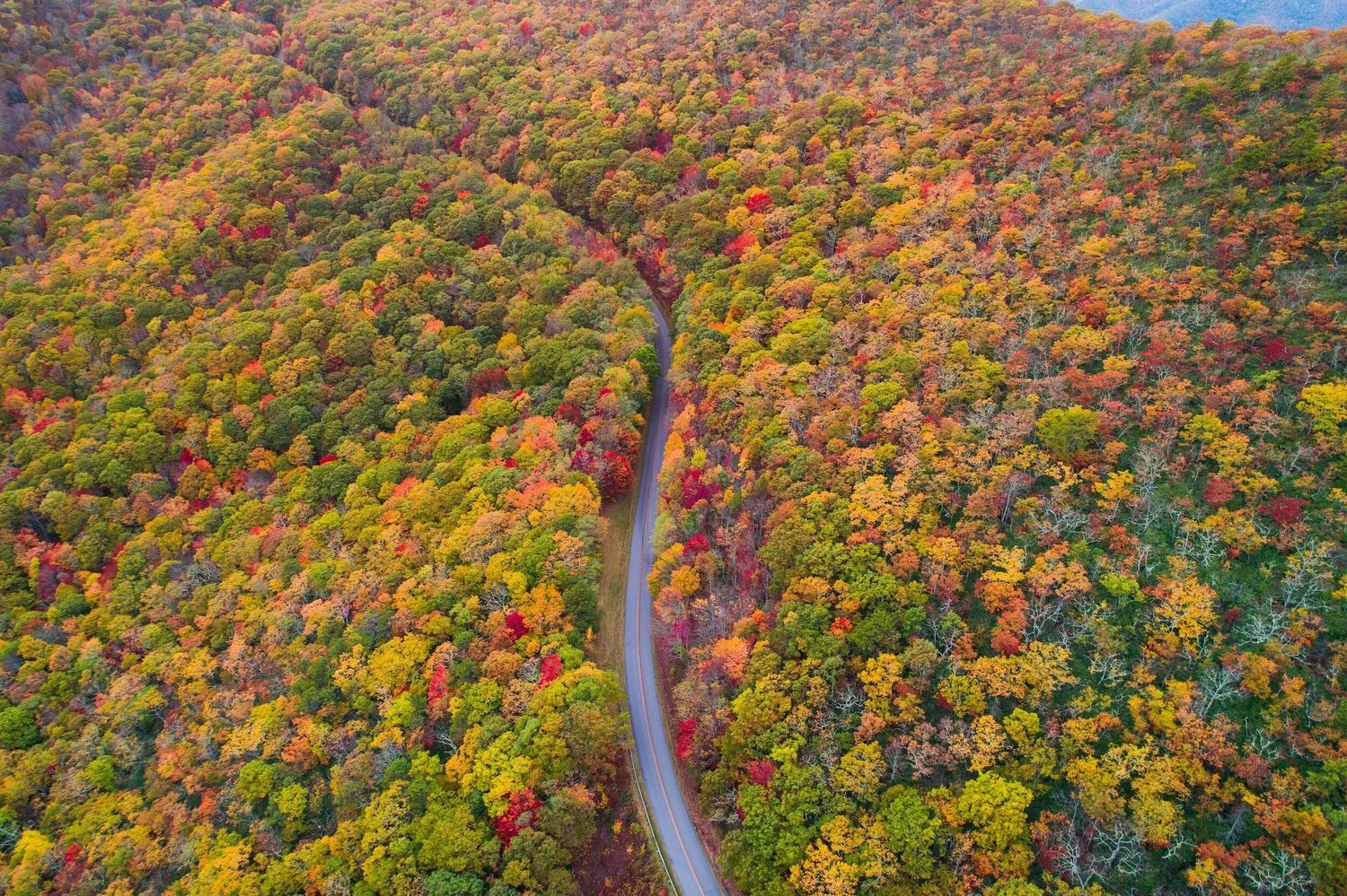 Winding road through colorful autumn forest in the mountains near Asheville.