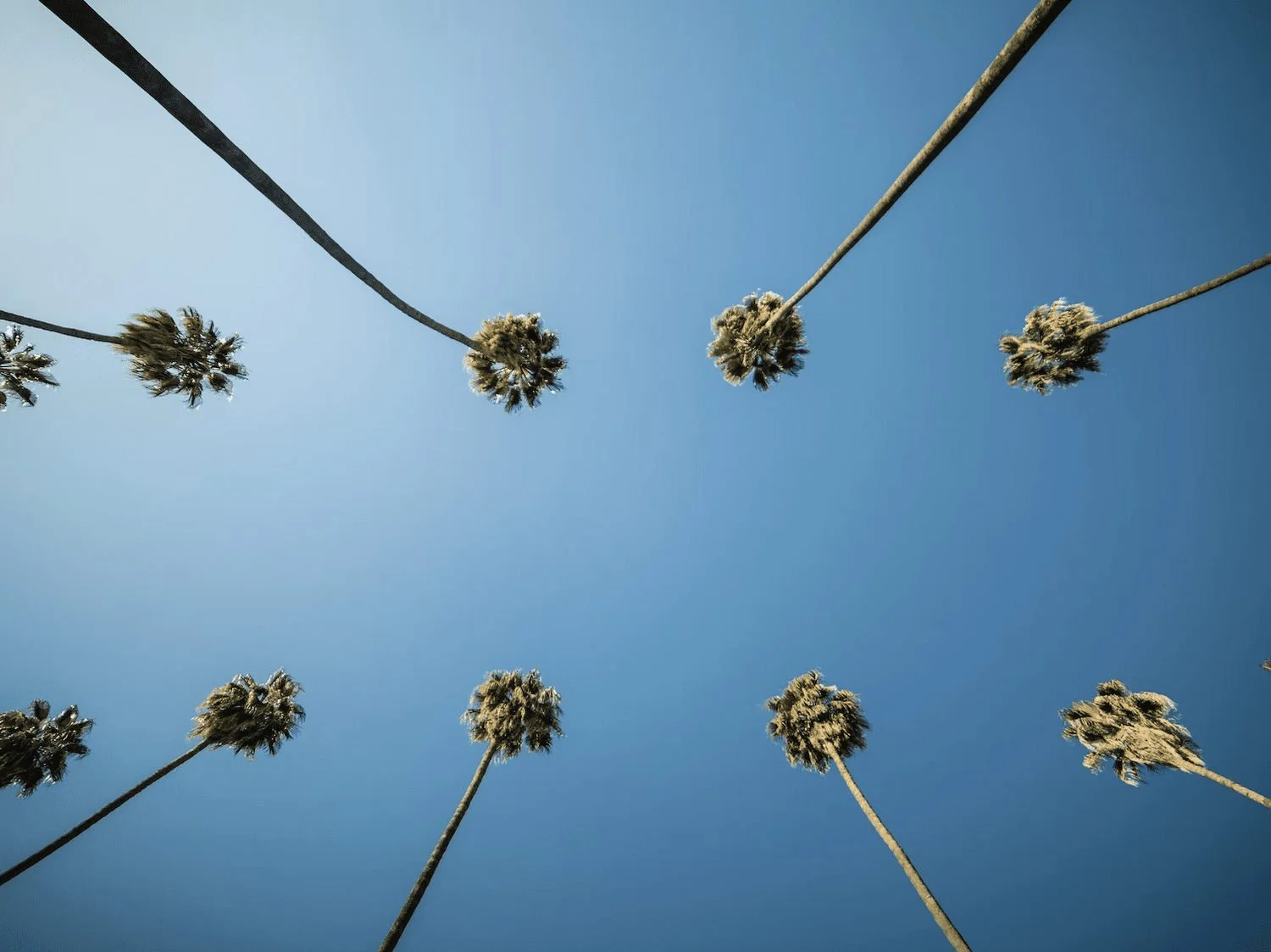 View looking up at tall Los Angeles palm trees against a clear blue sky.
