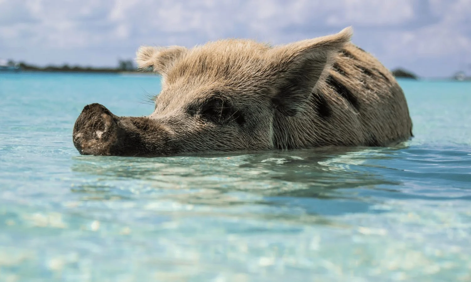 Swimming pig in the clear turquoise water of the Bahamas.
