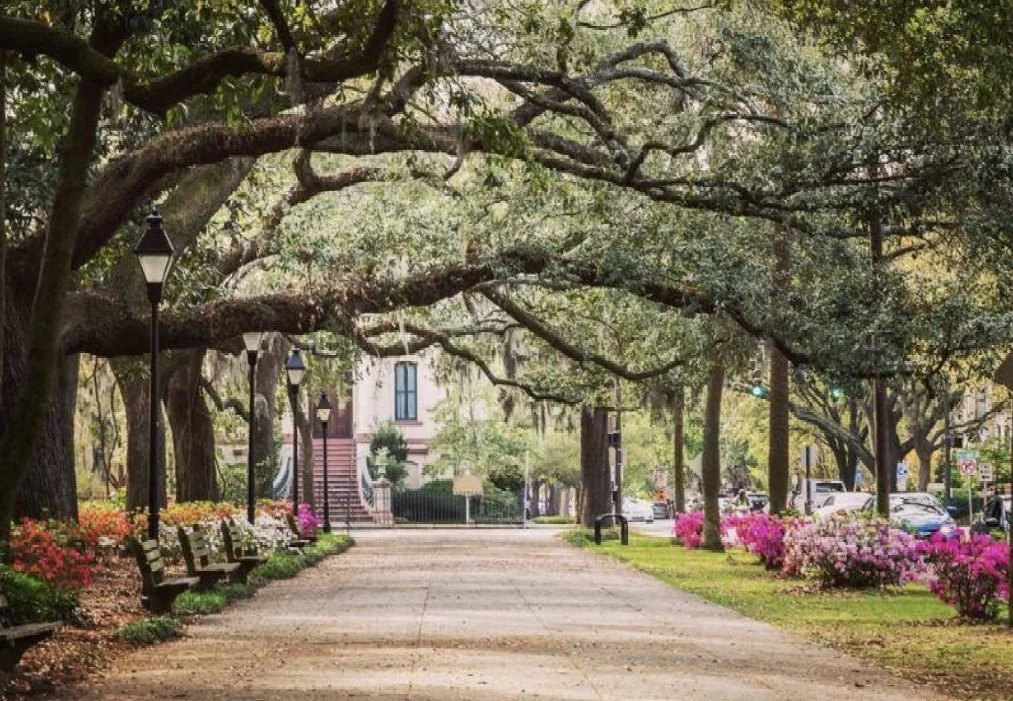 Tree-lined path beneath moss-draped oak branches in Savannah.