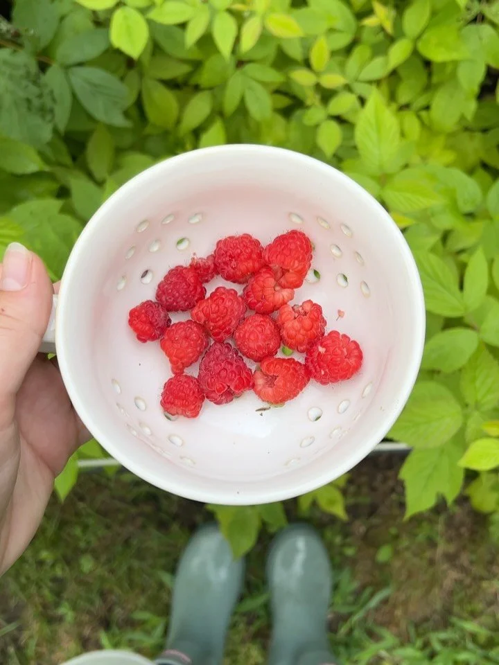 Dans le jardin derni&egrave;rement ✨
C&rsquo;est honn&ecirc;tement pas ma meilleure ann&eacute;e, le temps froid du d&eacute;but de saison en plus de toute la pluie qu&rsquo;on re&ccedil;oit. J&rsquo;ai d&eacute;j&agrave; eu de plus belles saison, ma