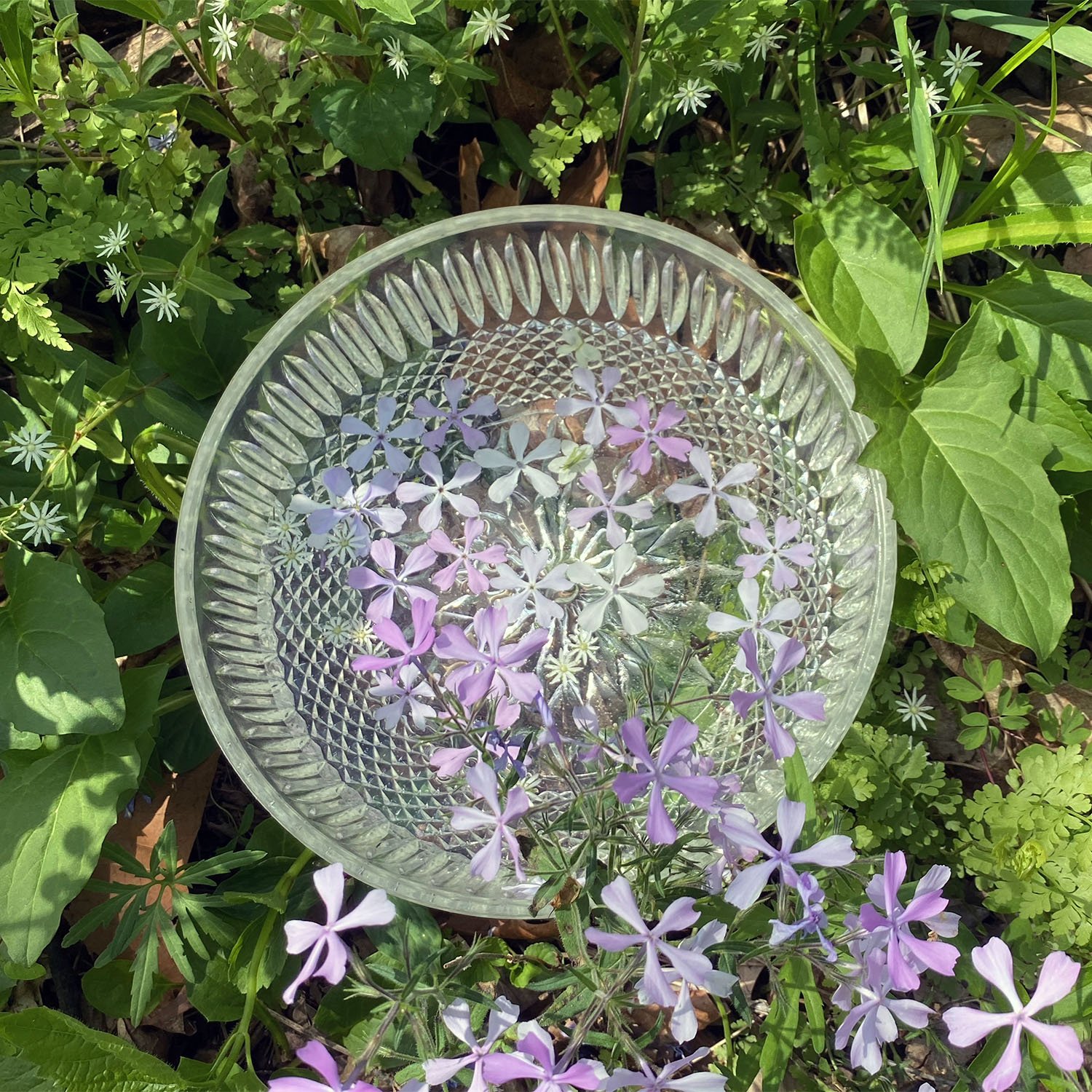 phlox infusion.jpg
