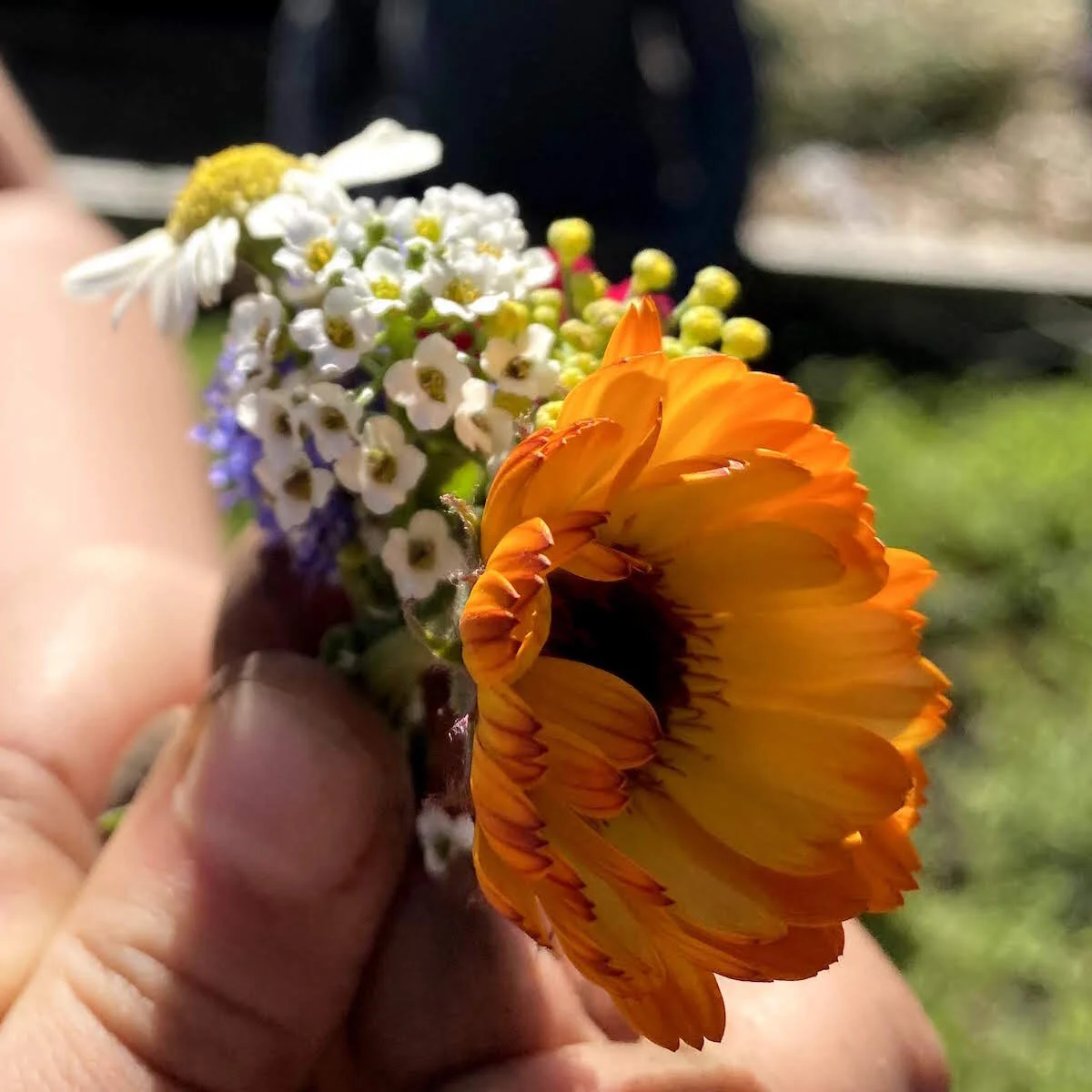 Amazing Reseeding Annuals