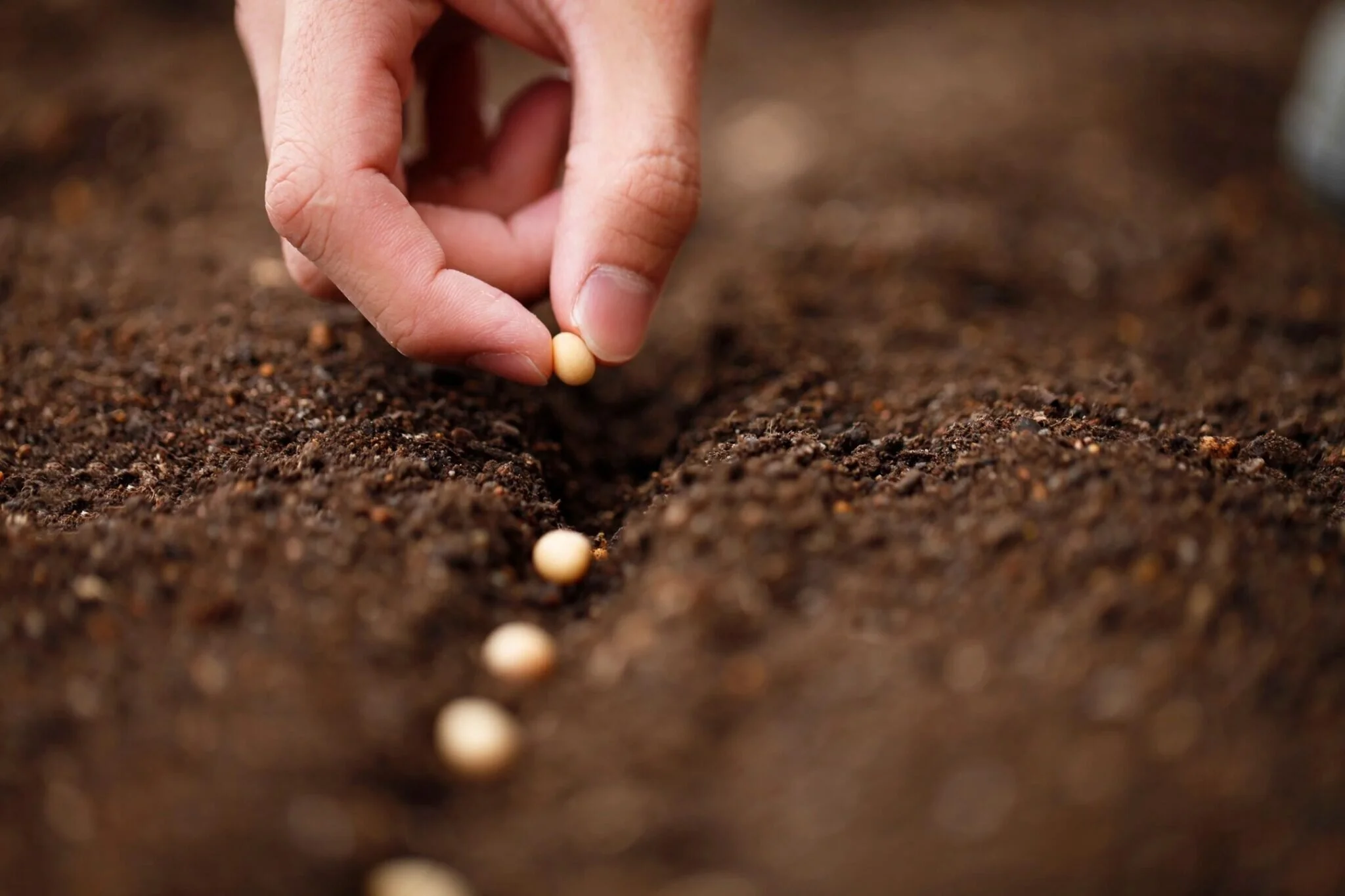 Seedling &amp; Transplanting