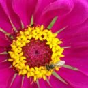 Webinar: Innovative Ways to Fund Your School Garden