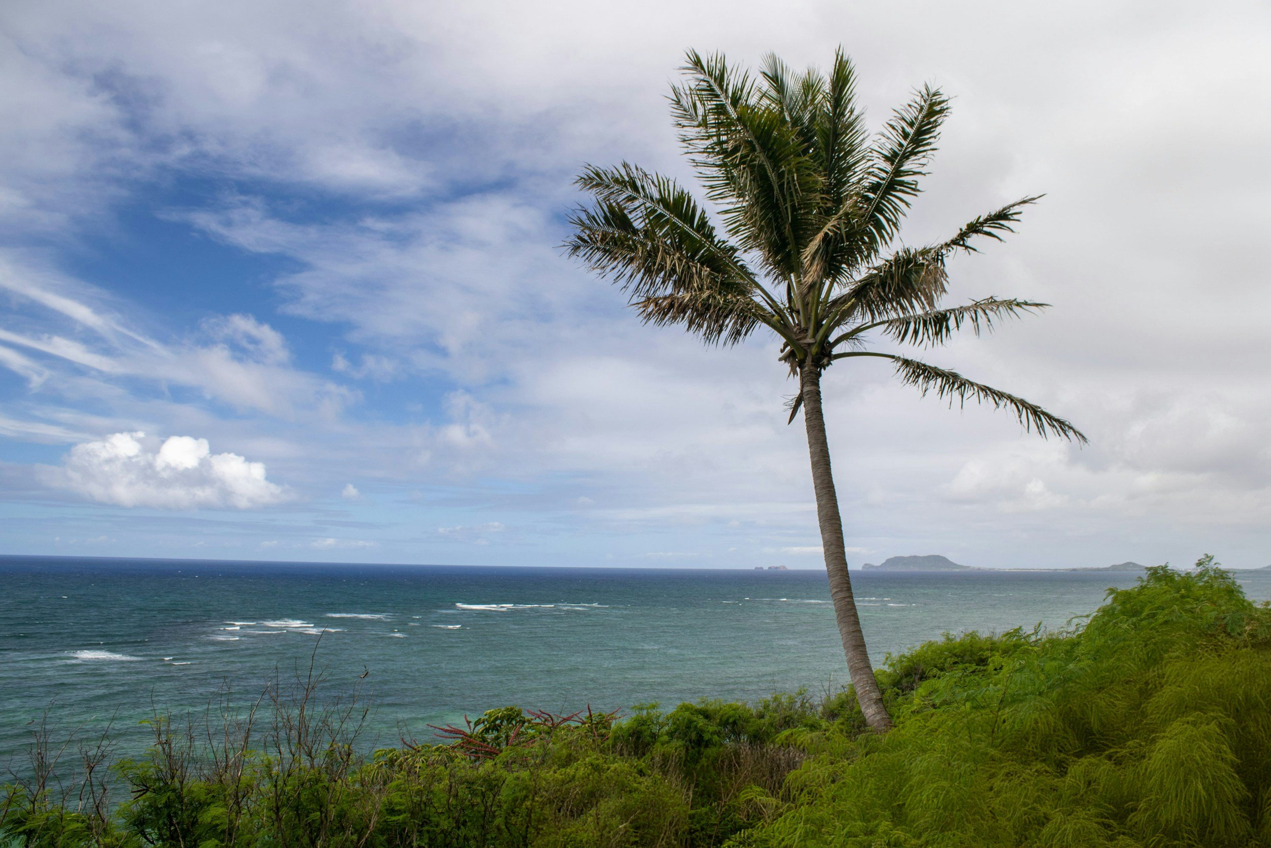 Palm tree and ocean view on Oahu North Shore Hawaii lifestyle