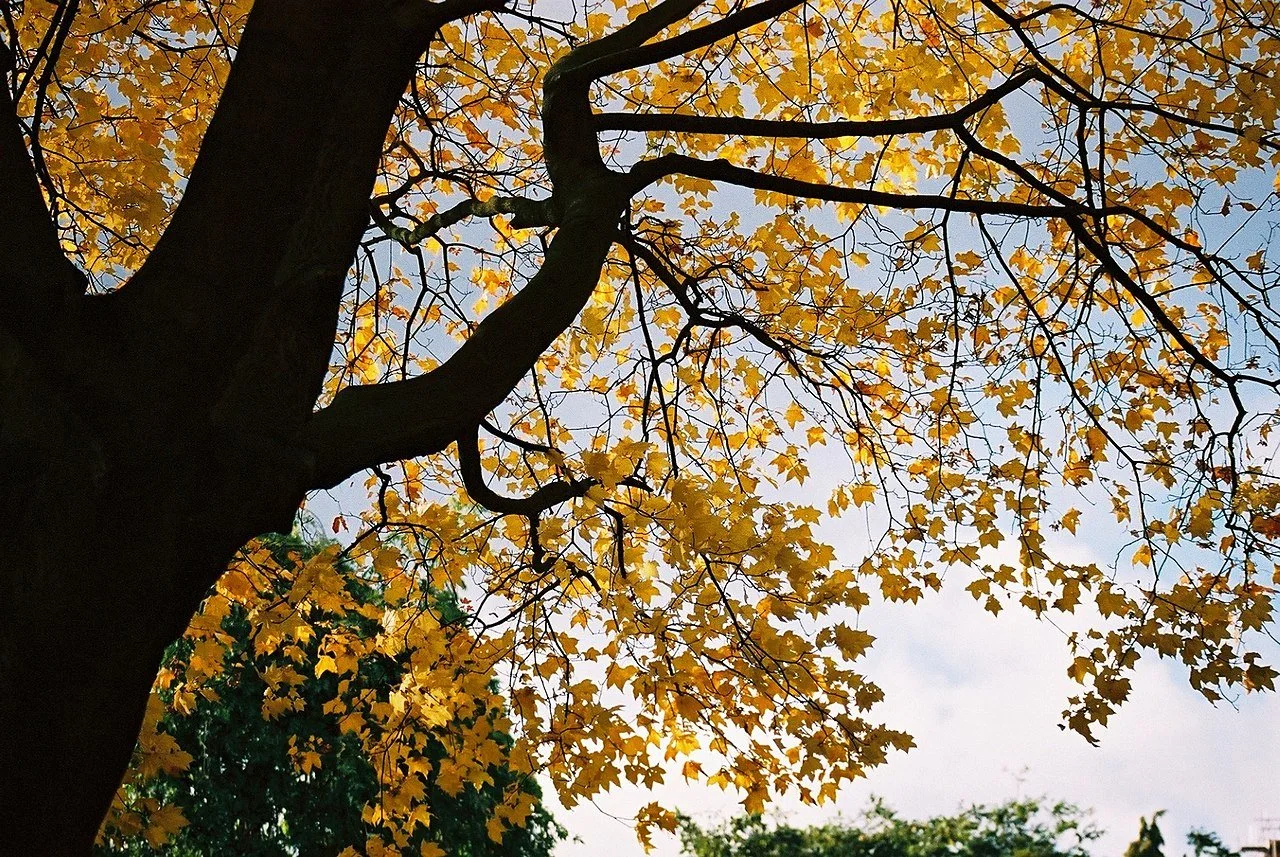 Two Poems By Vance Couperus