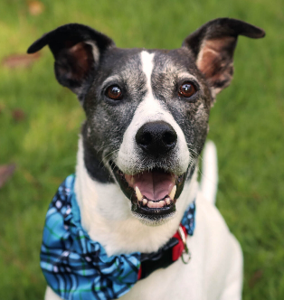 Atlanta Humane Society Pop-Up
