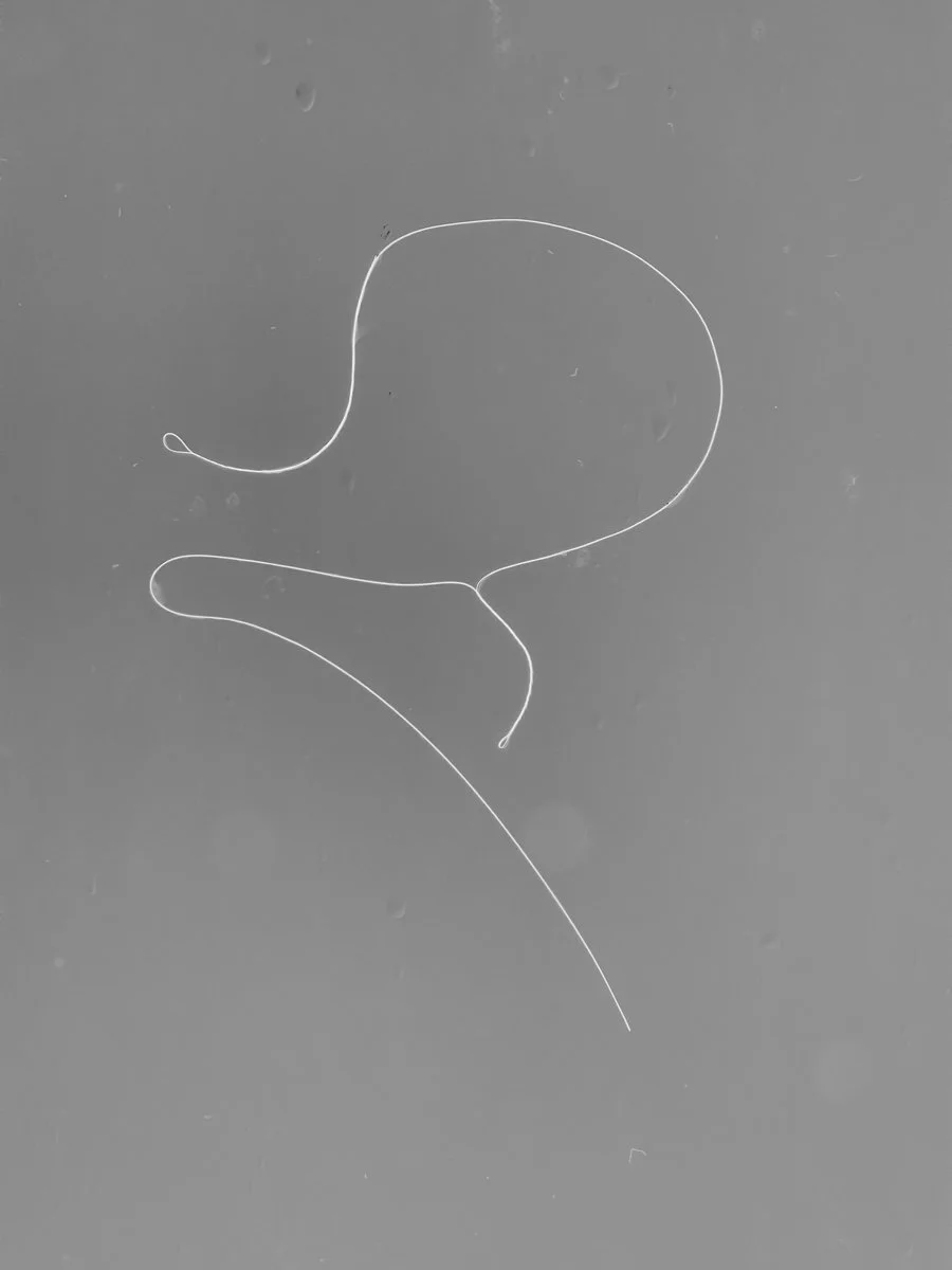 Hair-Study.jpg