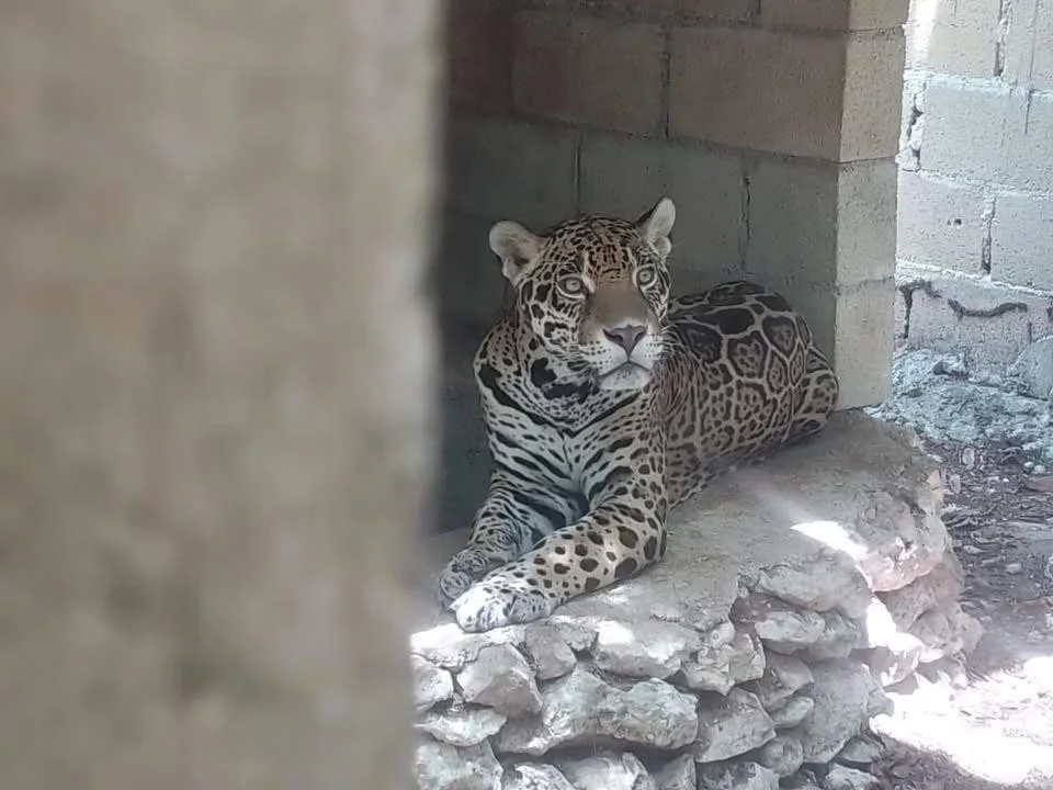Rescatan 15 ejemplares de fauna silvestre en un predio en Playa del Carmen