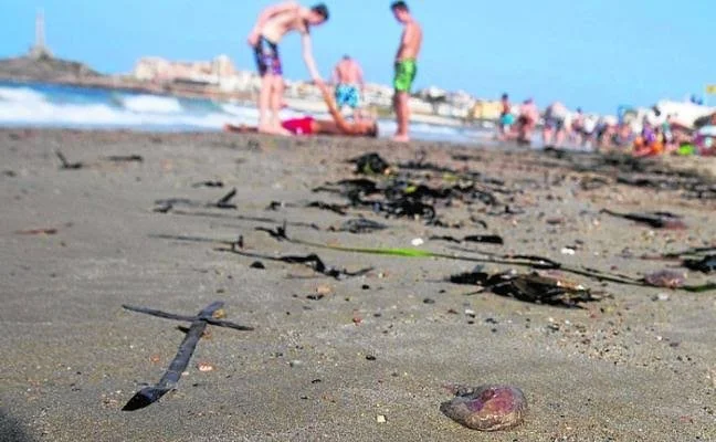 Secretaría de Salud emite alerta por presencia de medusas en playas de Centla, Tabasco